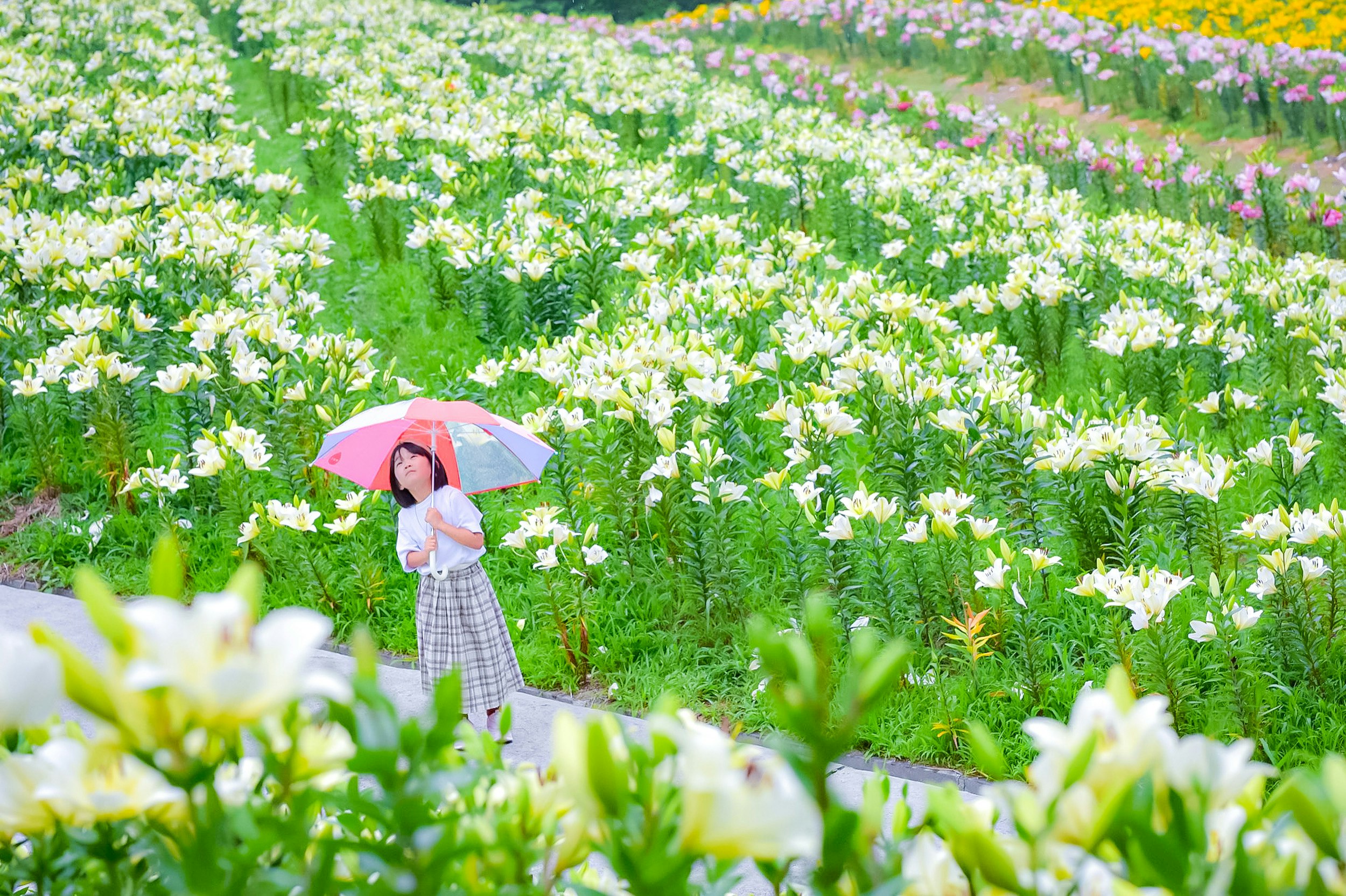 雨上がりのゆり畑で傘をさす女性