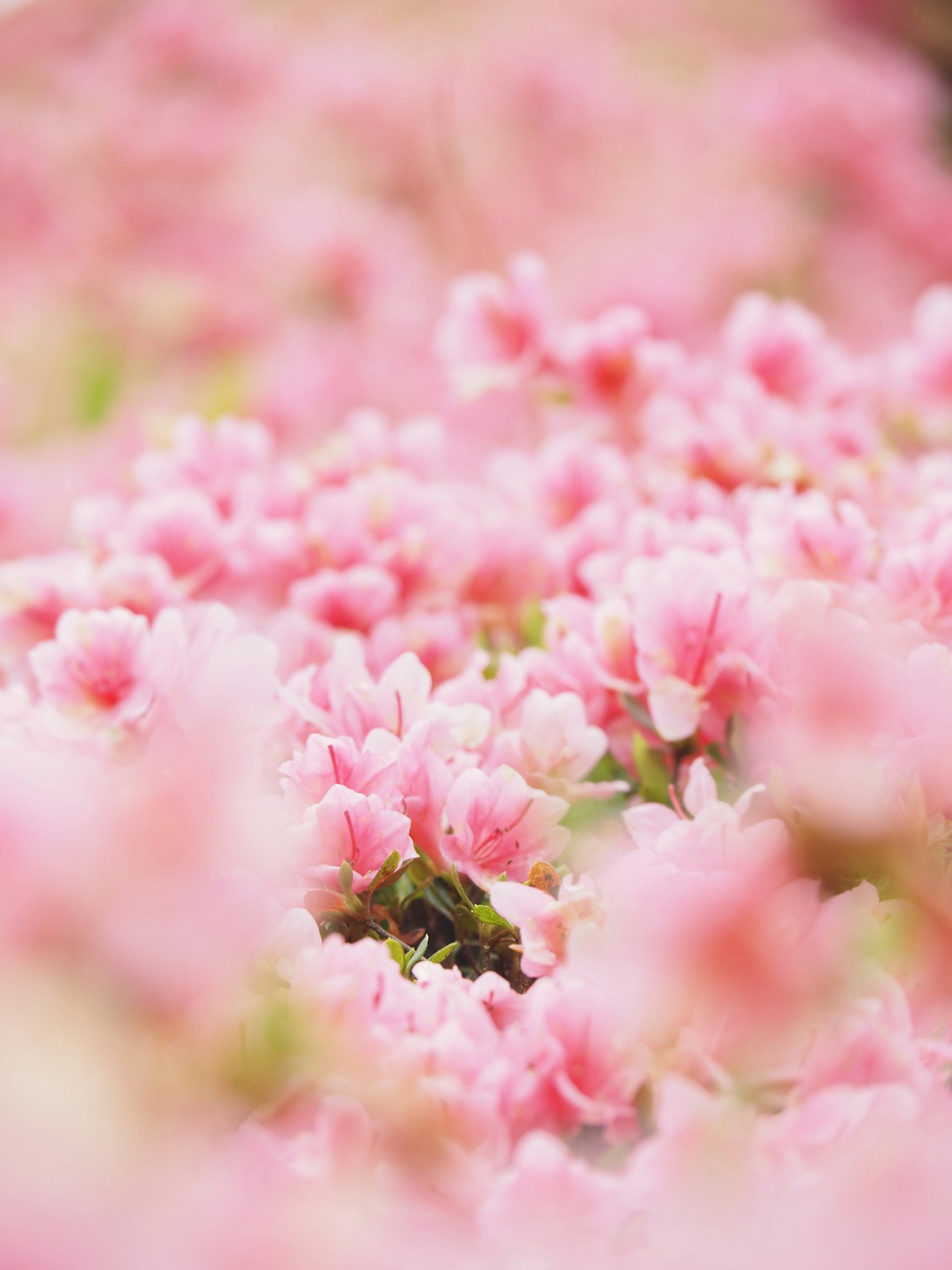 Close-up of soft pink flowers with a blurred background of blooming petals