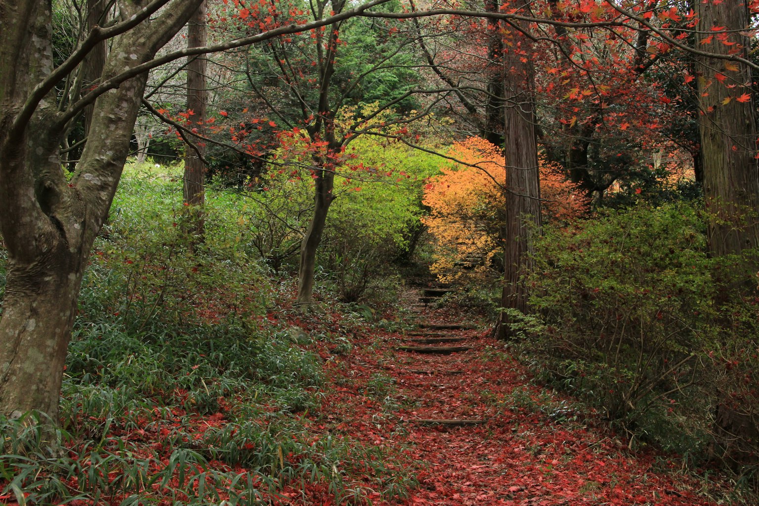 紅葉した木々に囲まれた小道の風景