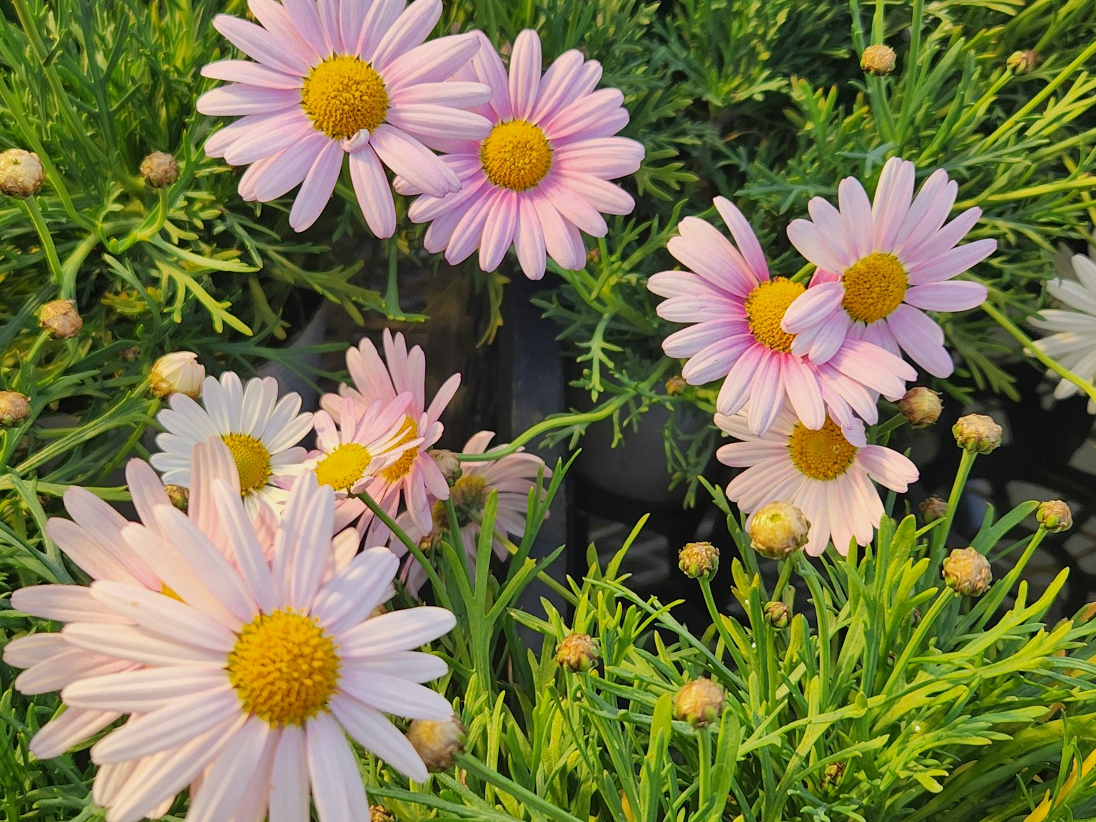 Rangkaian bunga aster dengan kelopak merah muda dikelilingi oleh daun hijau