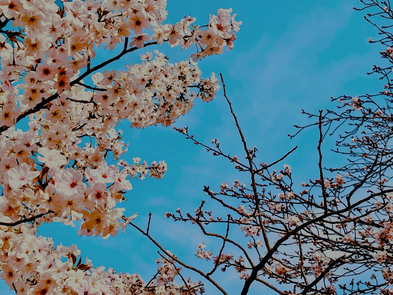 Fiori di ciliegio in fiore su uno sfondo blu