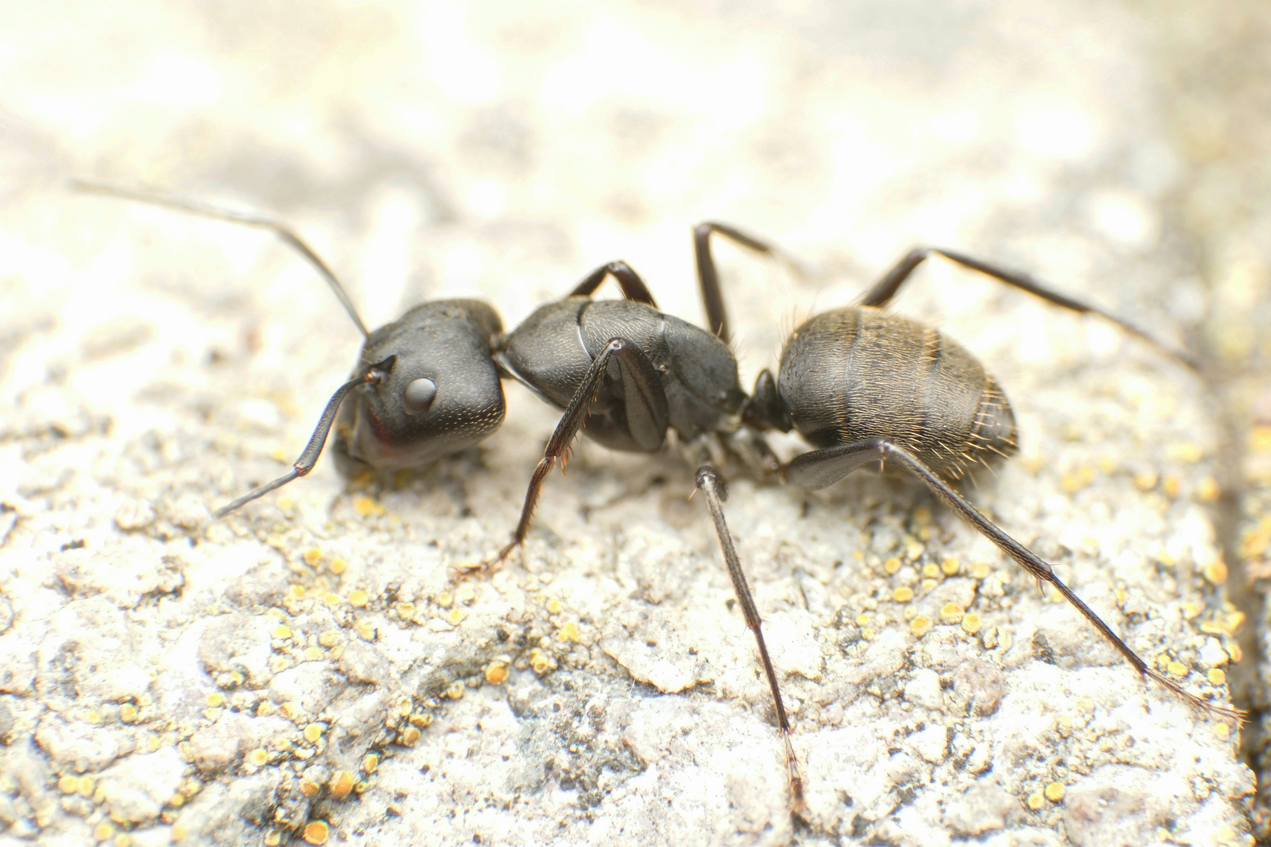 đàn kiến Camponotus đang bò trên nền cát