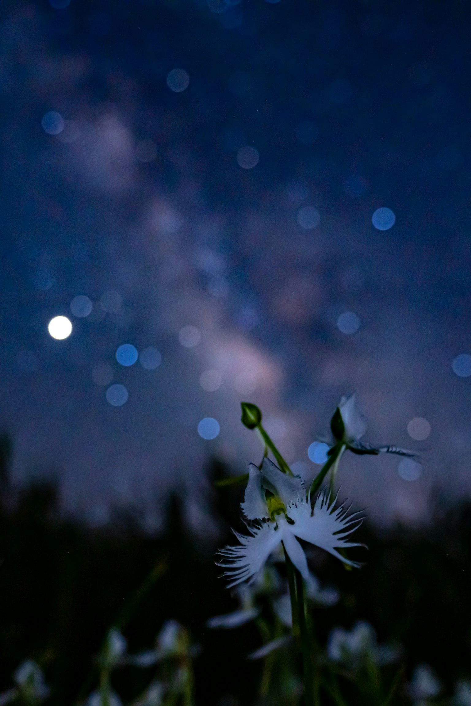 星空下白花的特寫