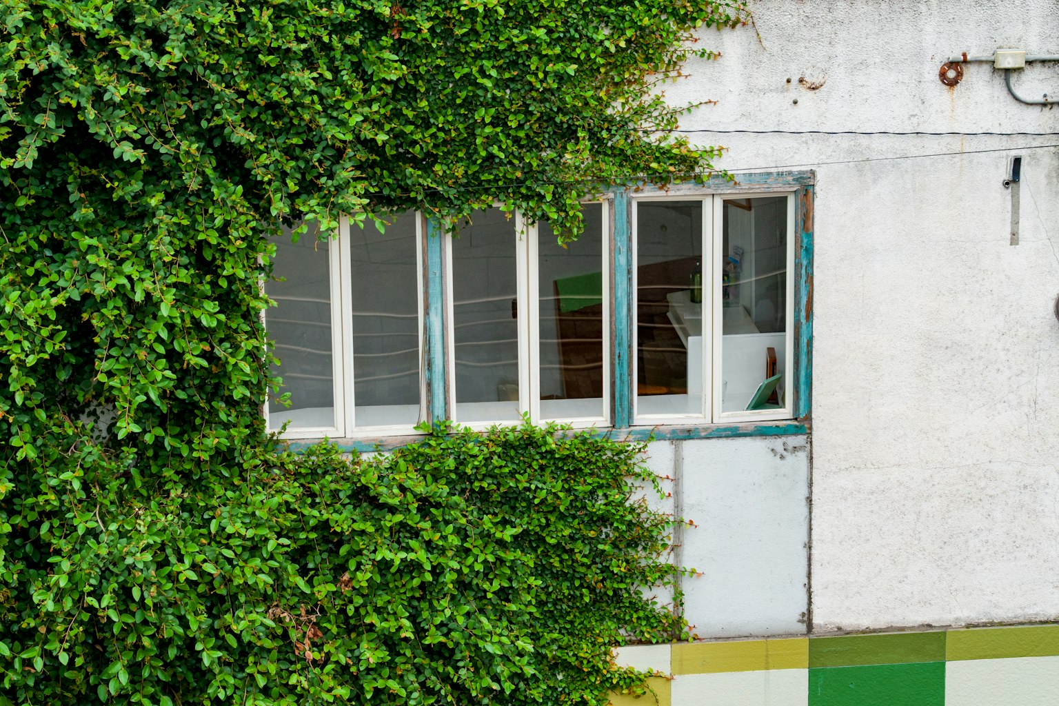 Finestra coperta da edera verde su un muro bianco