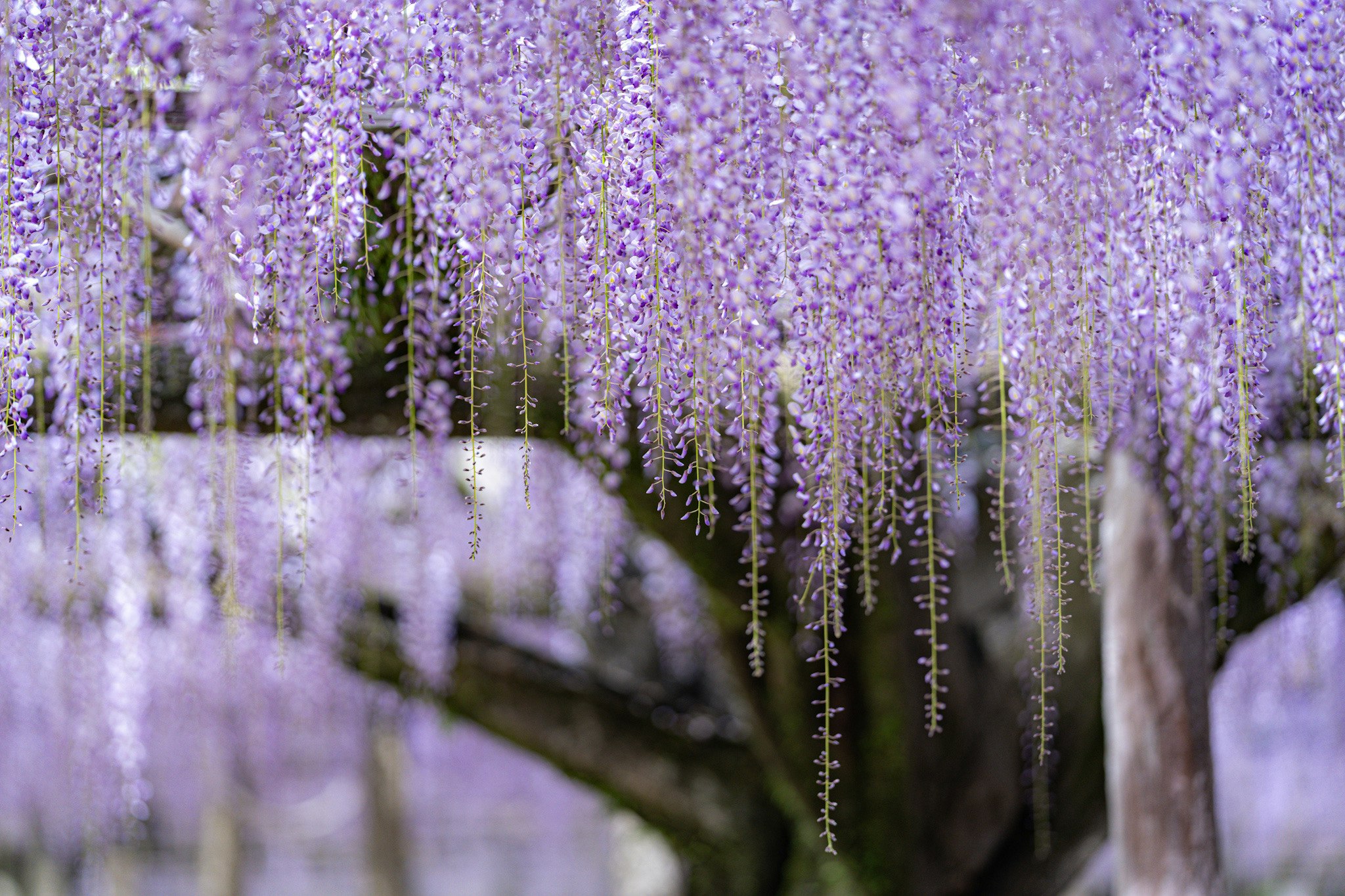 藤の花が咲き並ぶ小道の風景