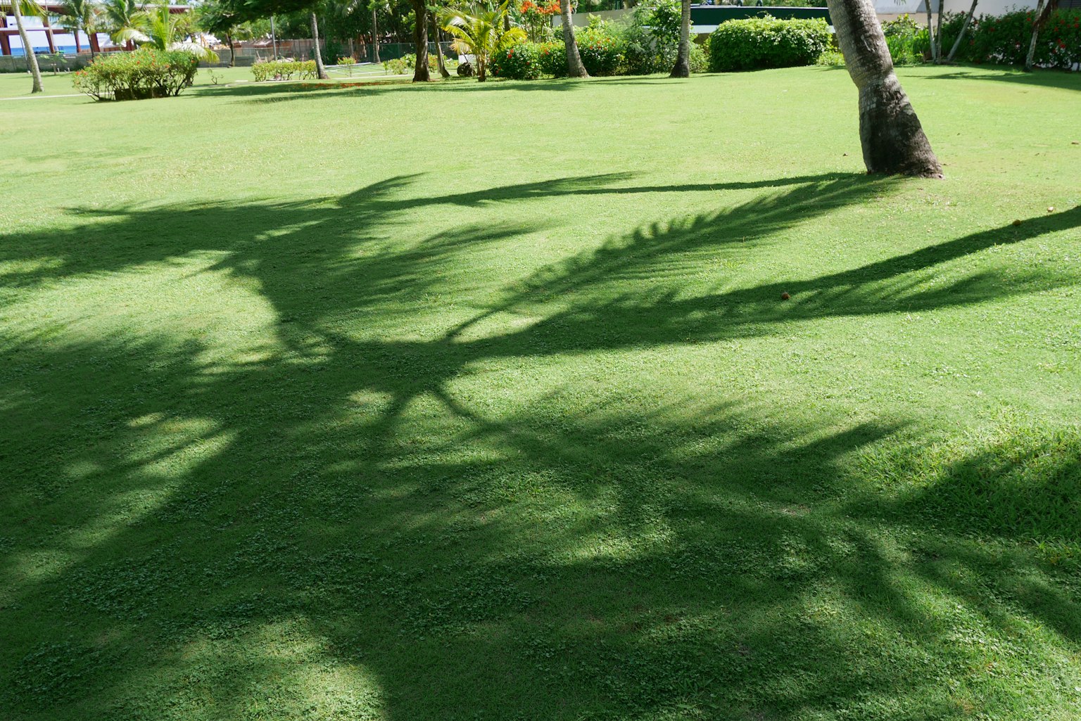 Beautiful park scene with palm tree shadows on green grass