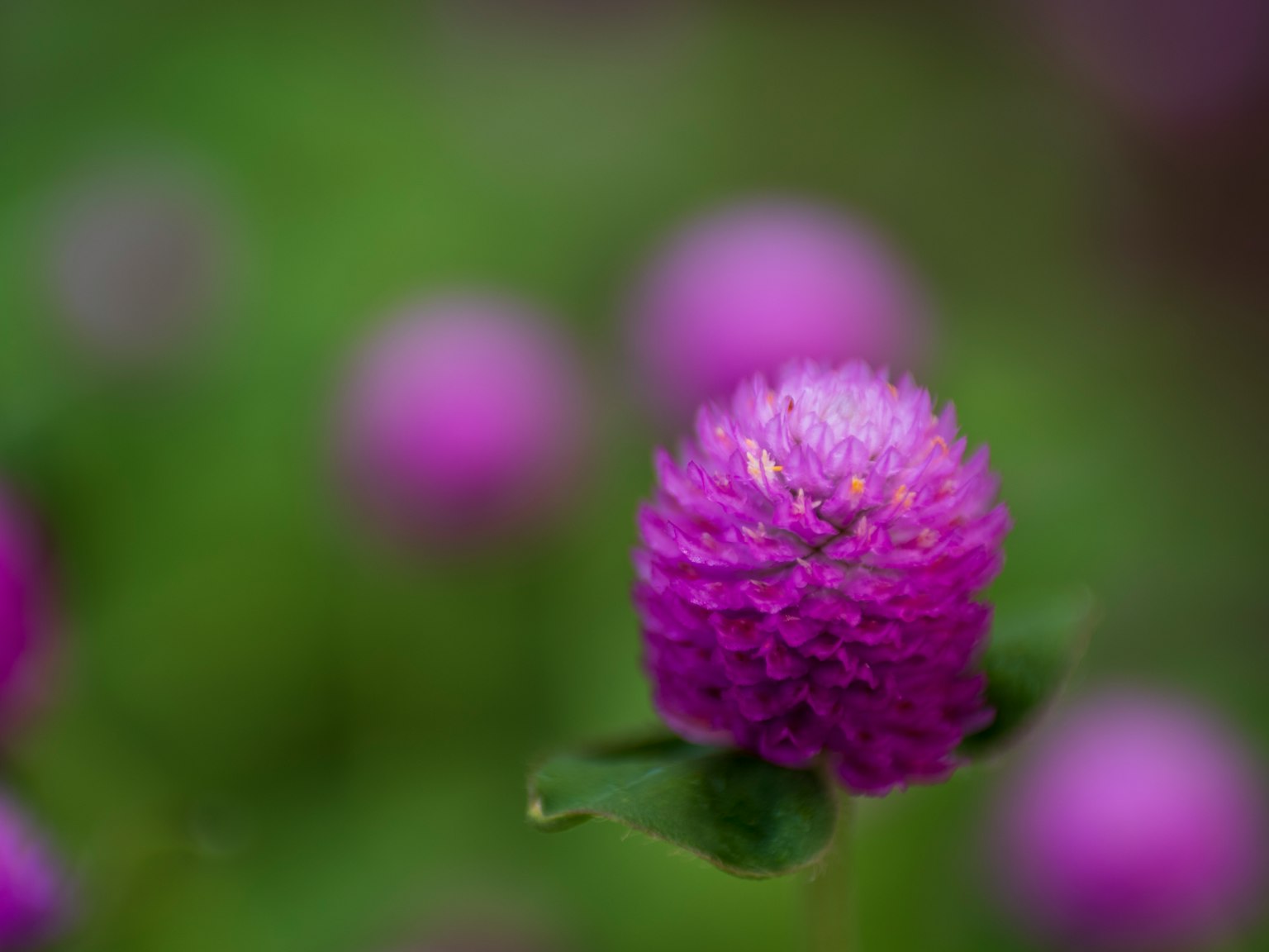 Flores globulares moradas vibrantes floreciendo con un fondo verde borroso