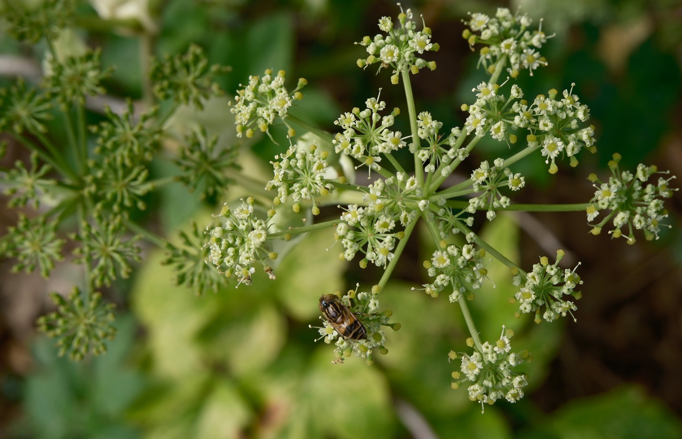 セリ科の花と昆虫がとまる草花のクローズアップ