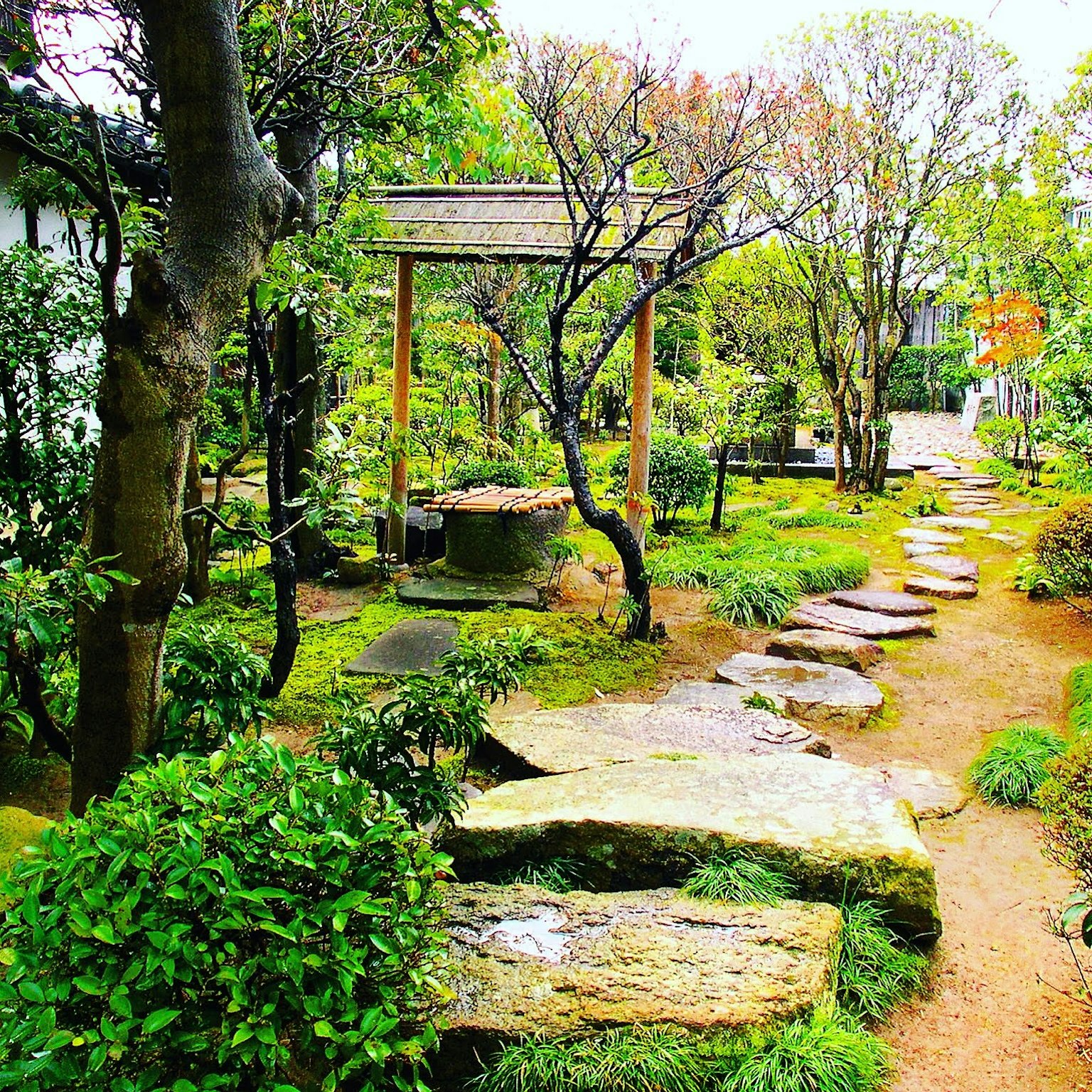 Beautiful Japanese garden scene Stone pathway and lush greenery Serene atmosphere surrounded by nature