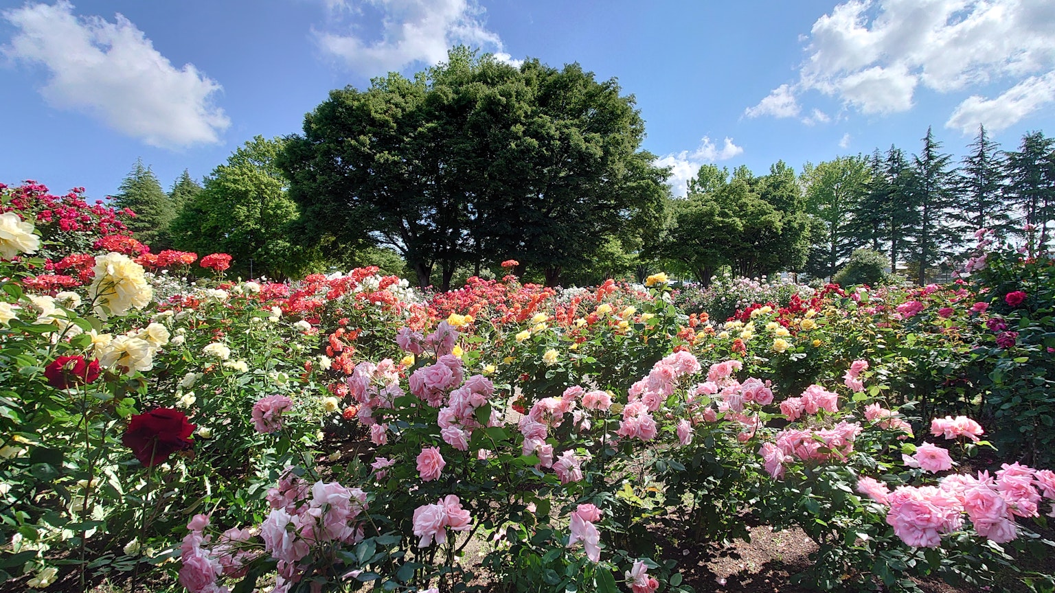 Un beau paysage de jardin avec des roses colorées en fleurs