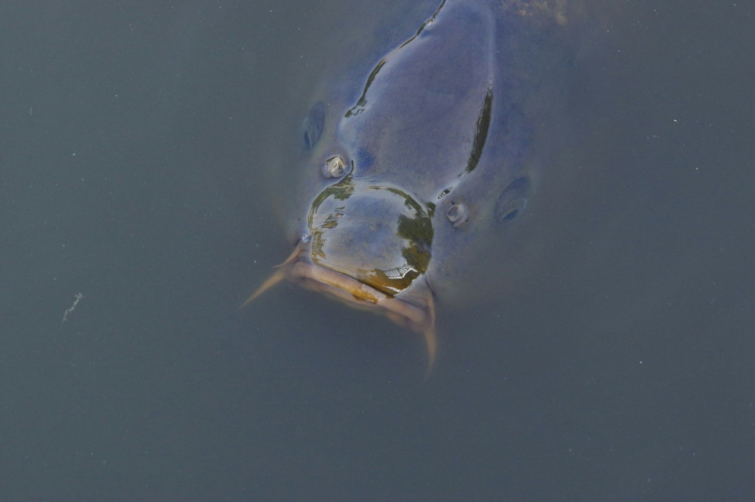 Close-up wajah ikan yang muncul dari air