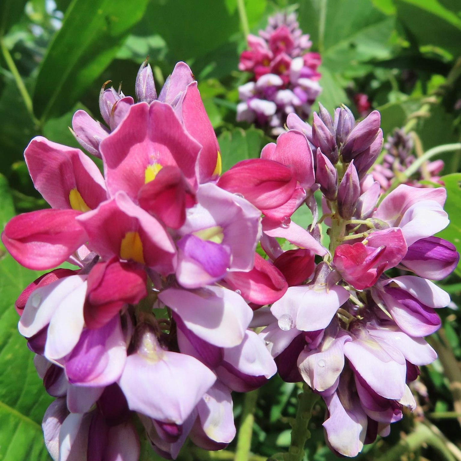Primo piano di una pianta con fiori colorati in fiore