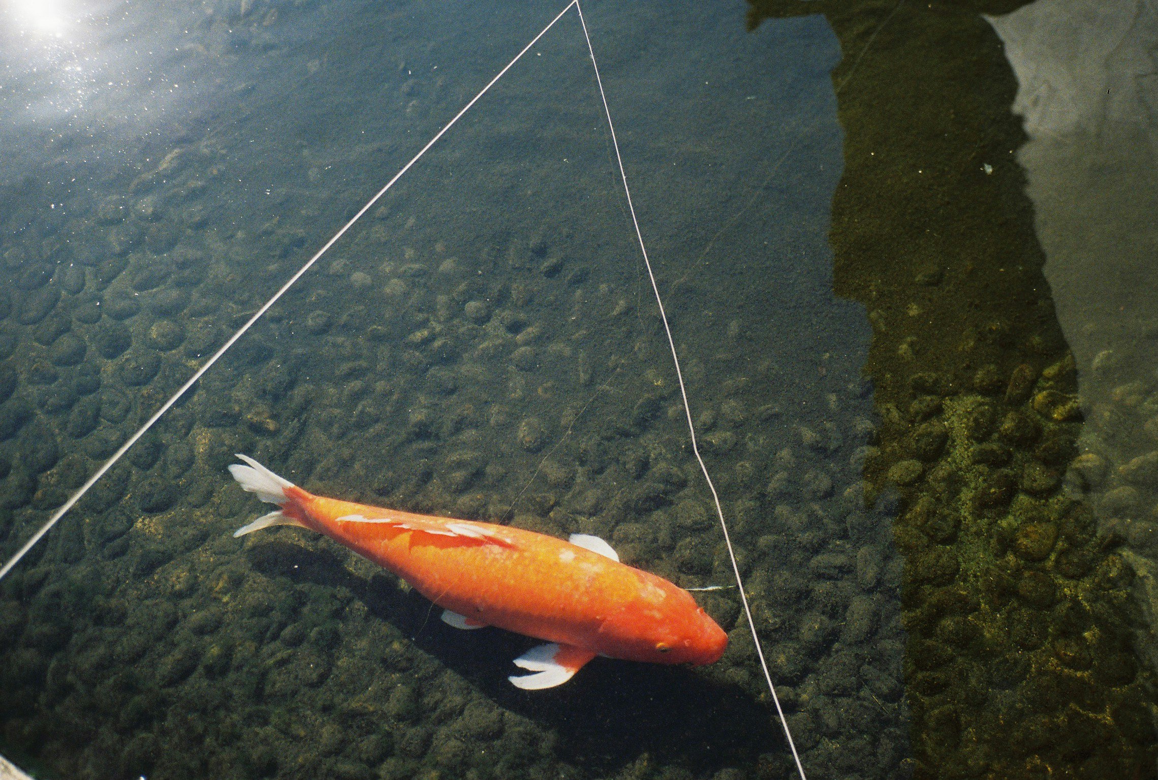 pez naranja capturado en una línea de pesca sobre agua rocosa