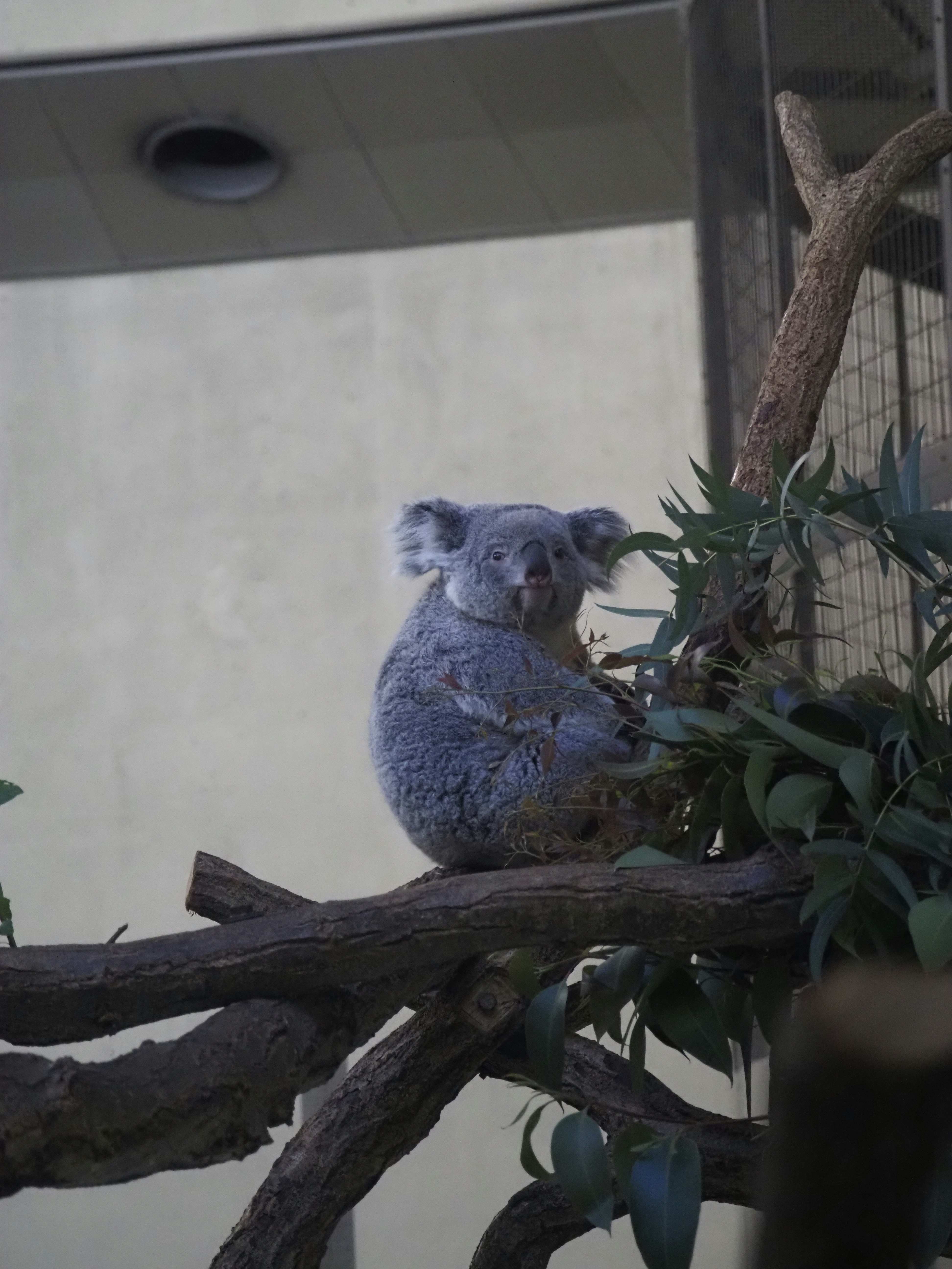 多摩動物公園裡坐在樹枝上的考拉
