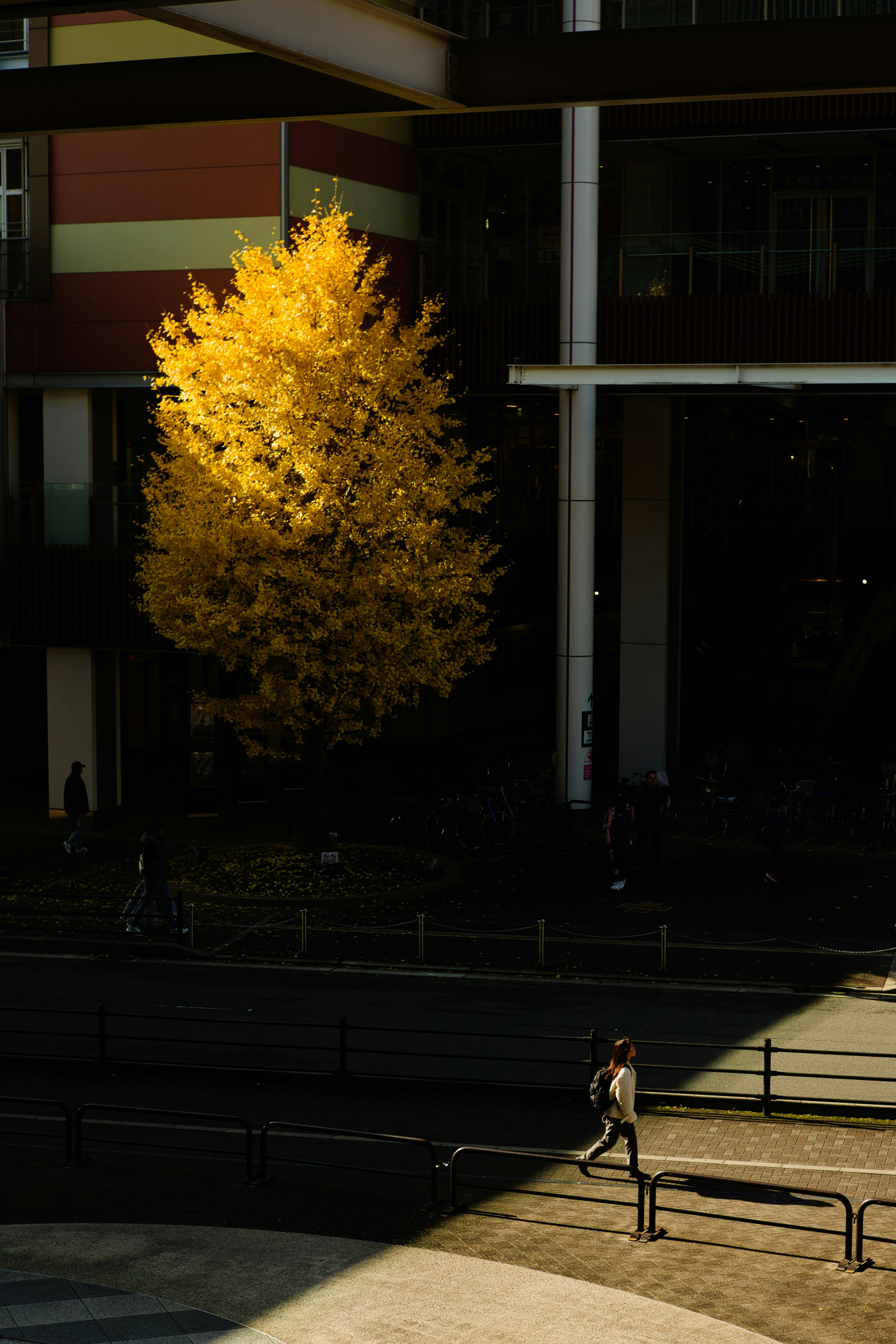城市街道旁的銀杏樹與建築，黃昏氛圍