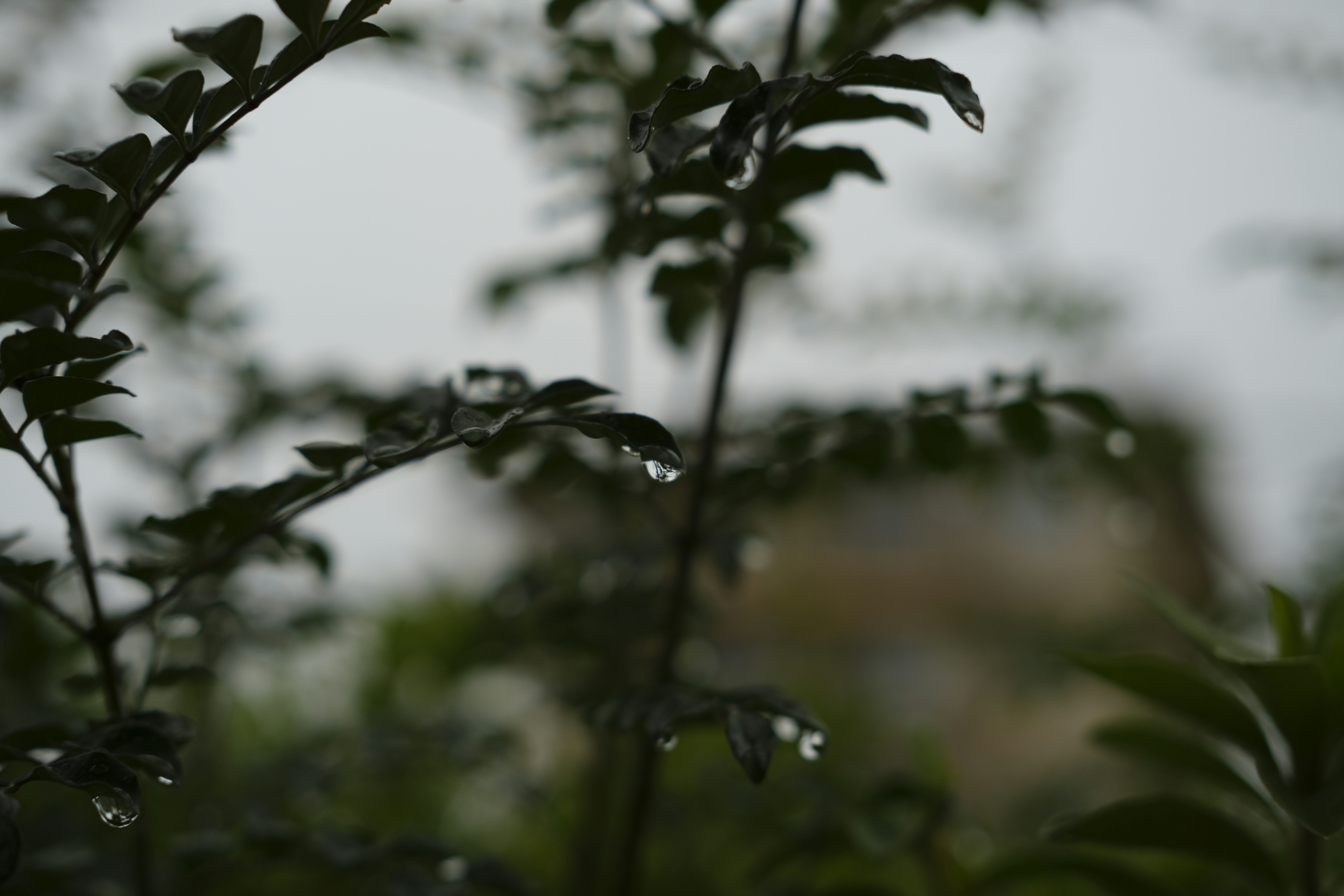 木々の葉に降りた露のある庭の風景
