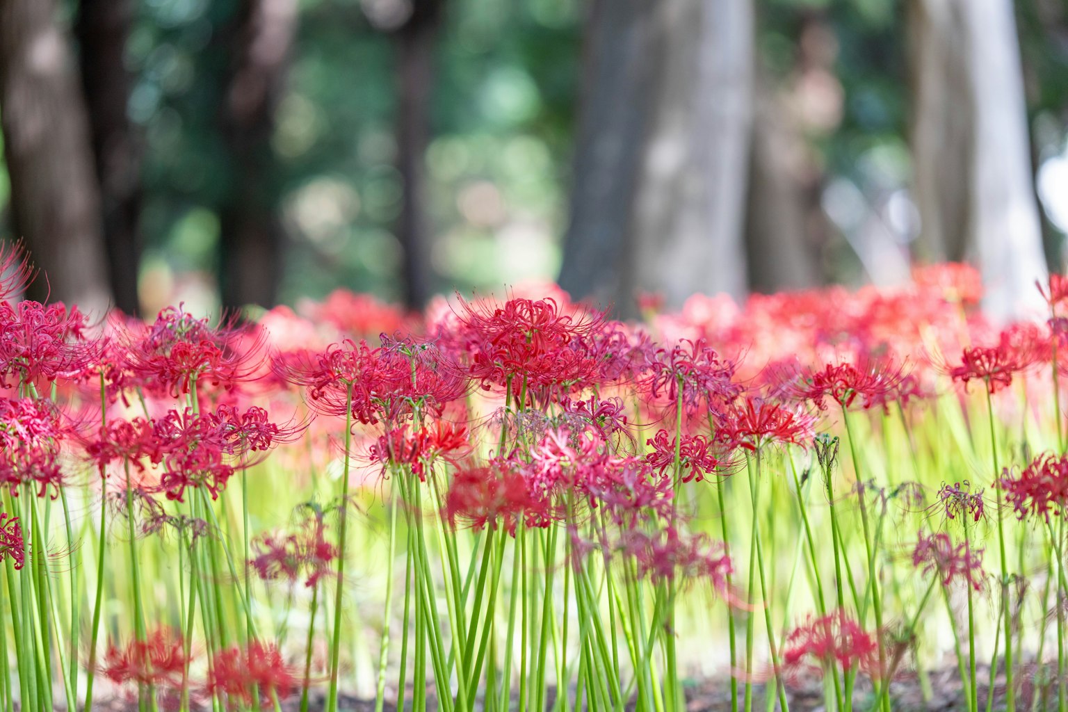 Field of red spider lilies with green trees in the background