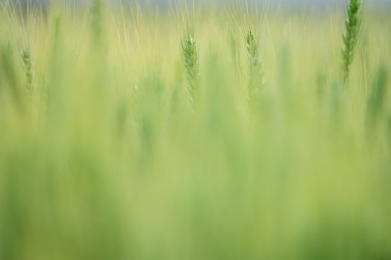 Gambar kabur dari ladang rumput hijau