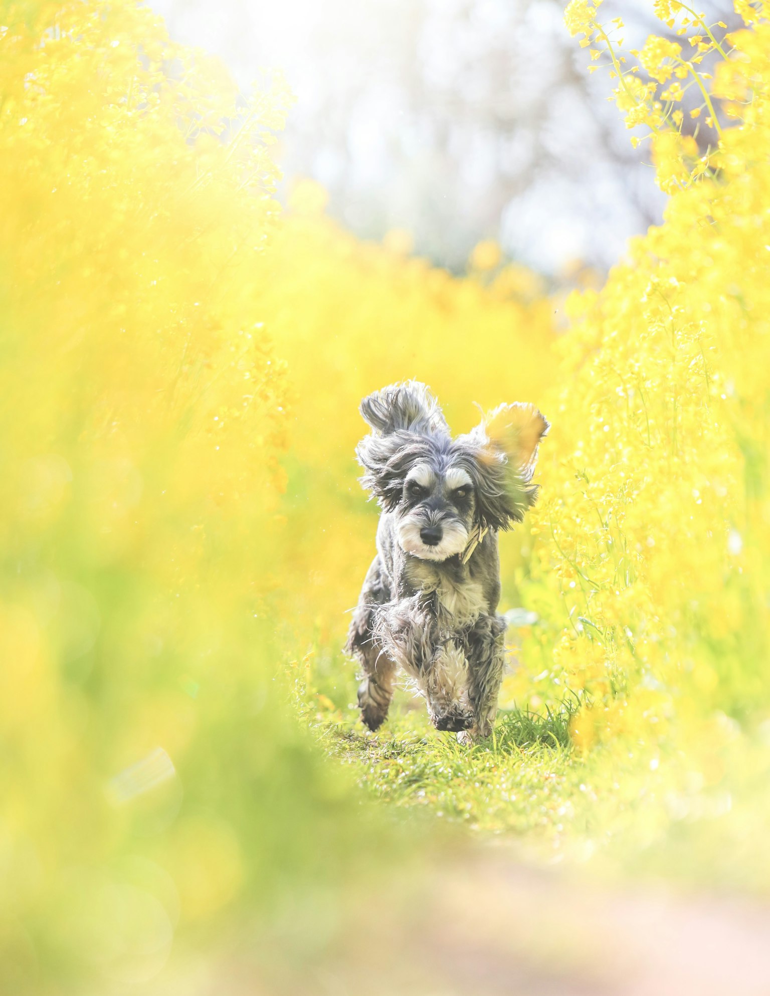 Un chien joueur courant à travers un champ de fleurs jaunes
