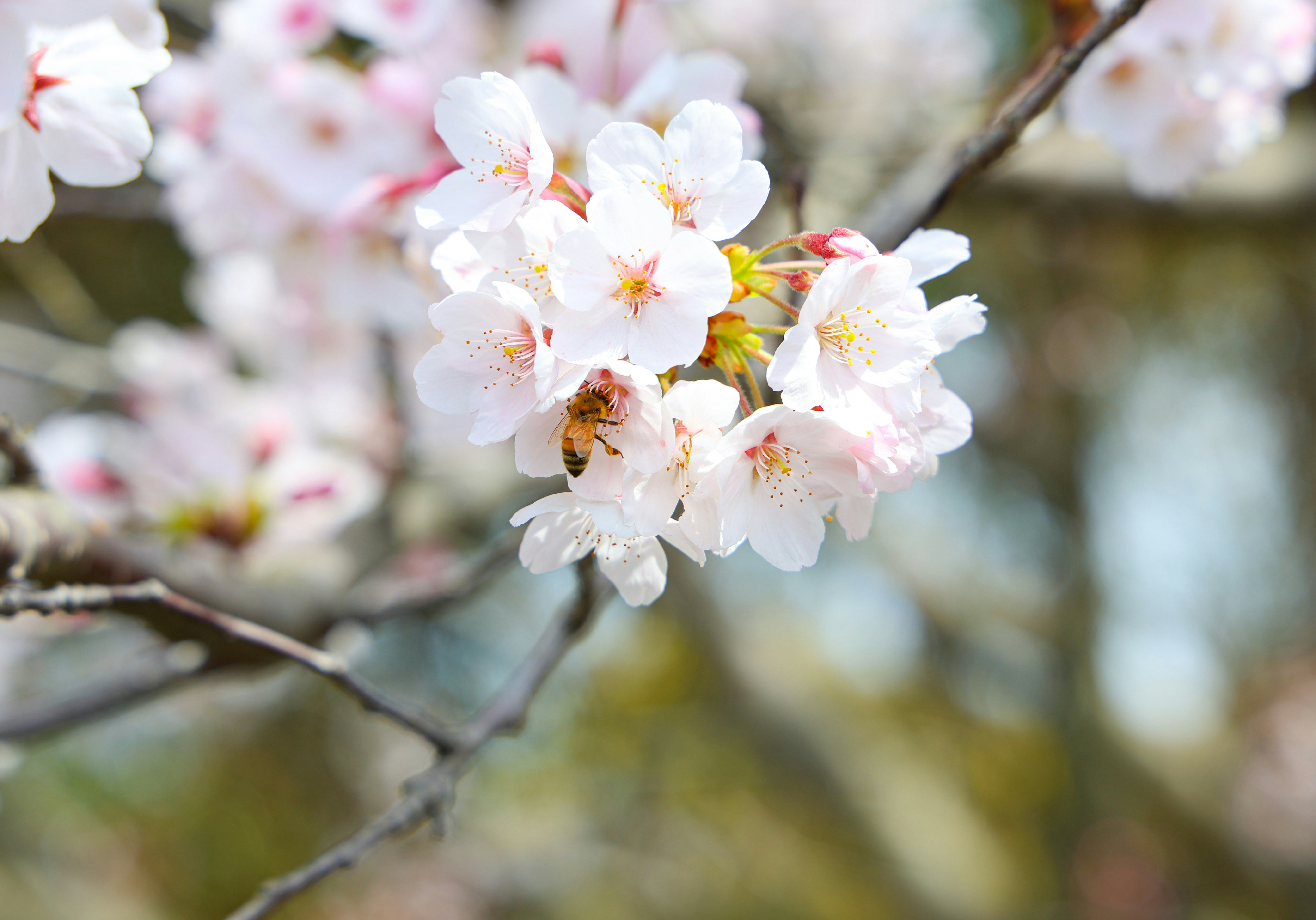 桜の花が咲く枝先のクローズアップ