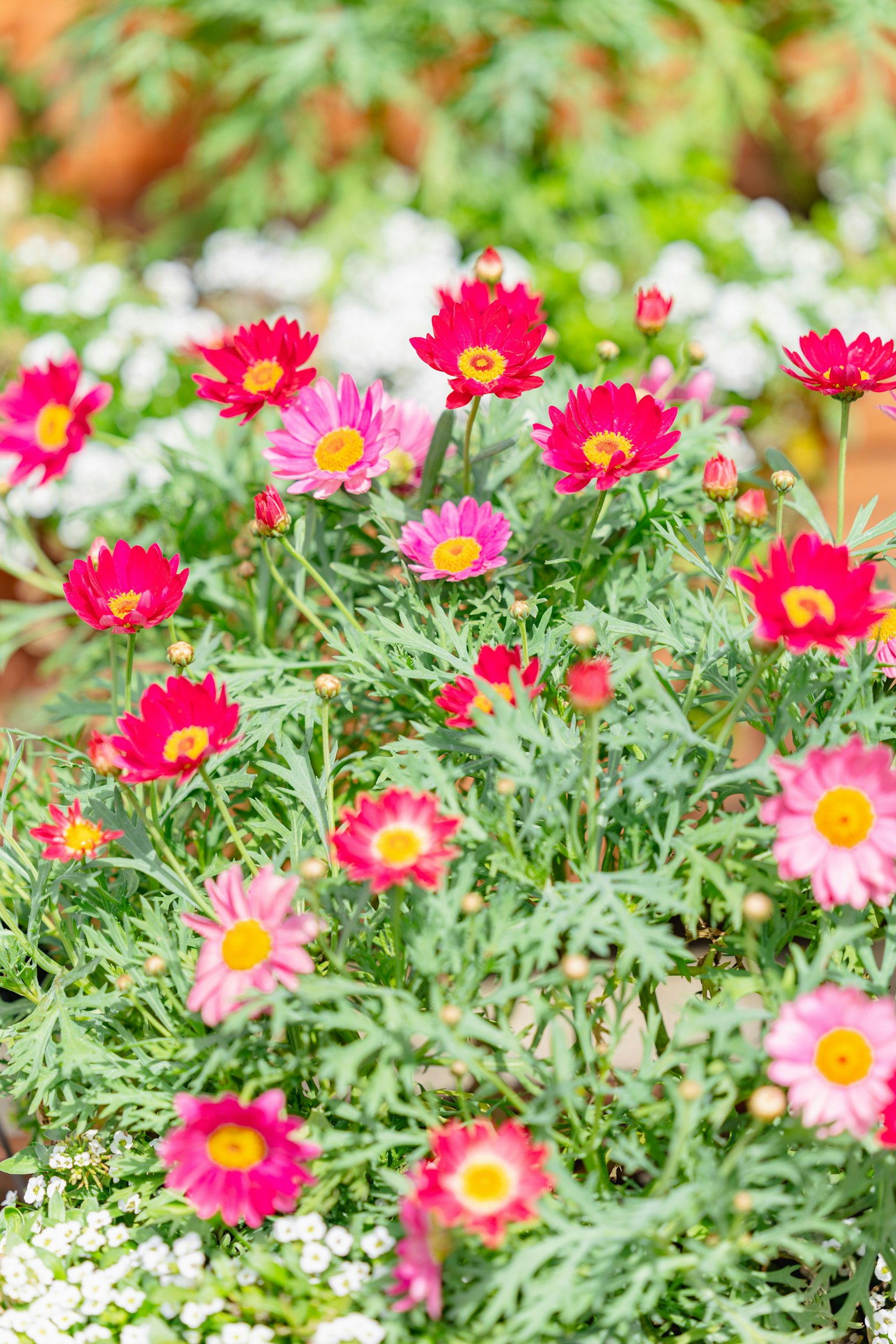Bunte Gartenszene mit lebhaften roten und rosa Blumen