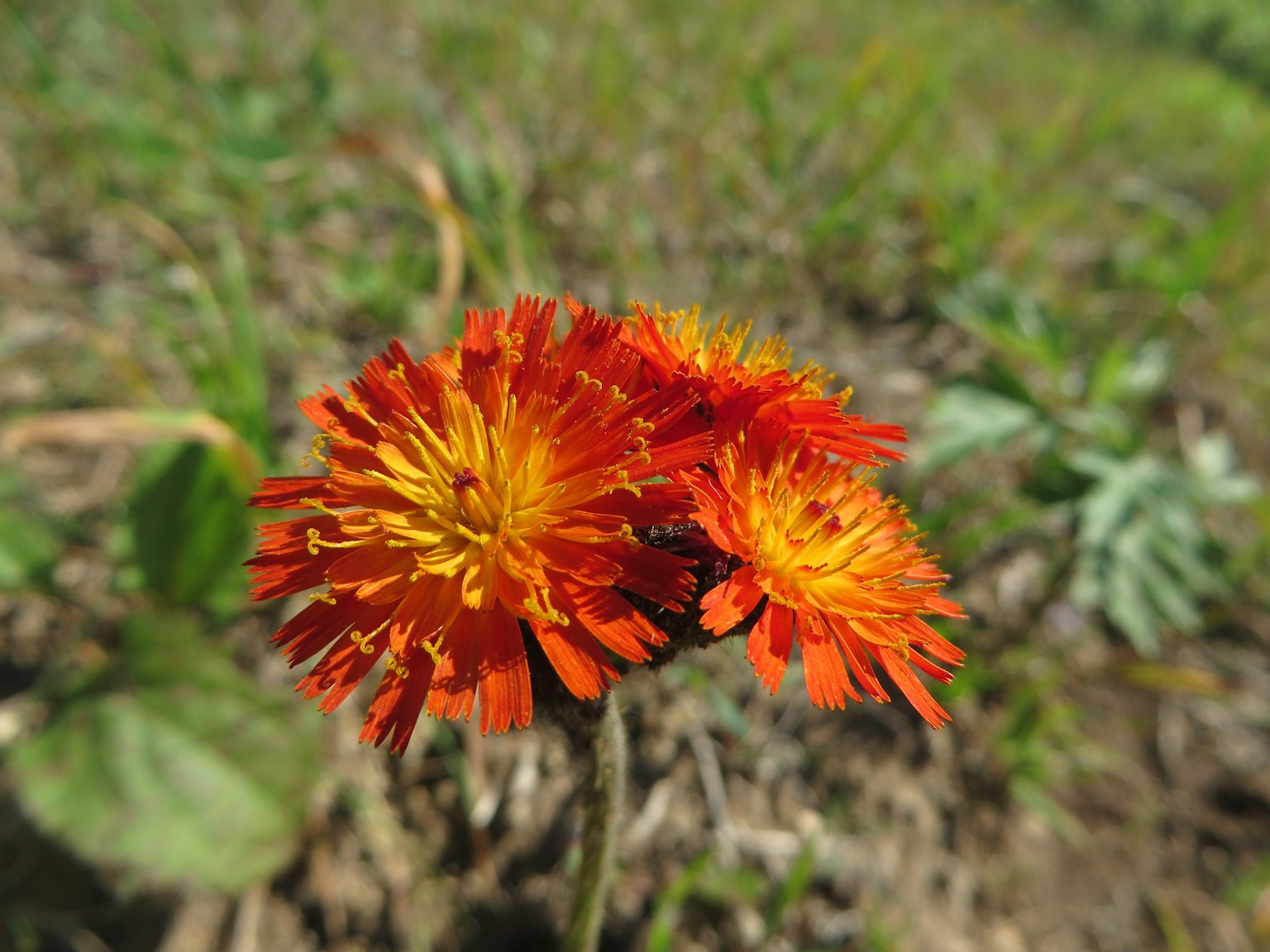 Vibrant orange and yellow flowers growing in a grassy field