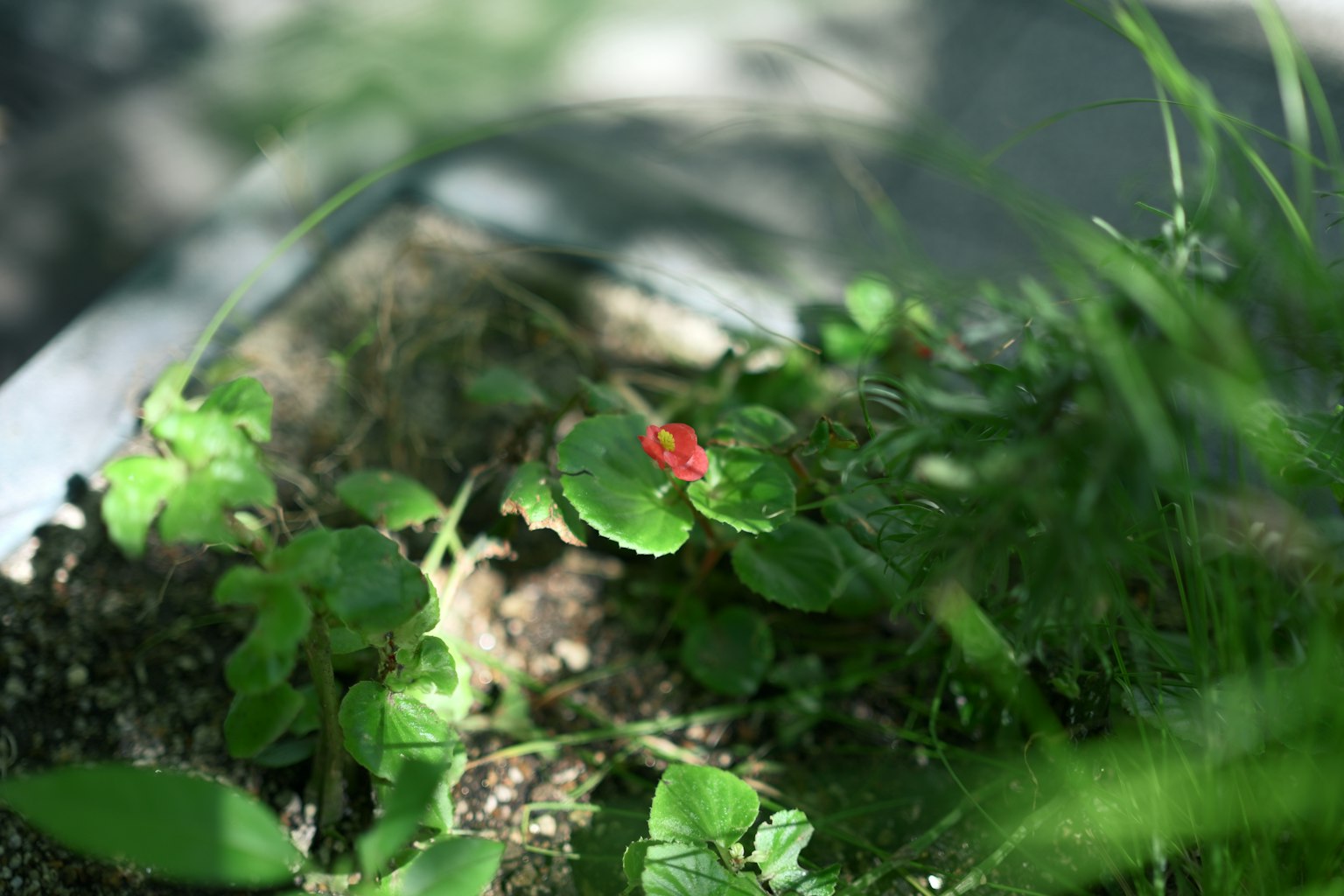 植物特写，绿色叶子和红色花朵