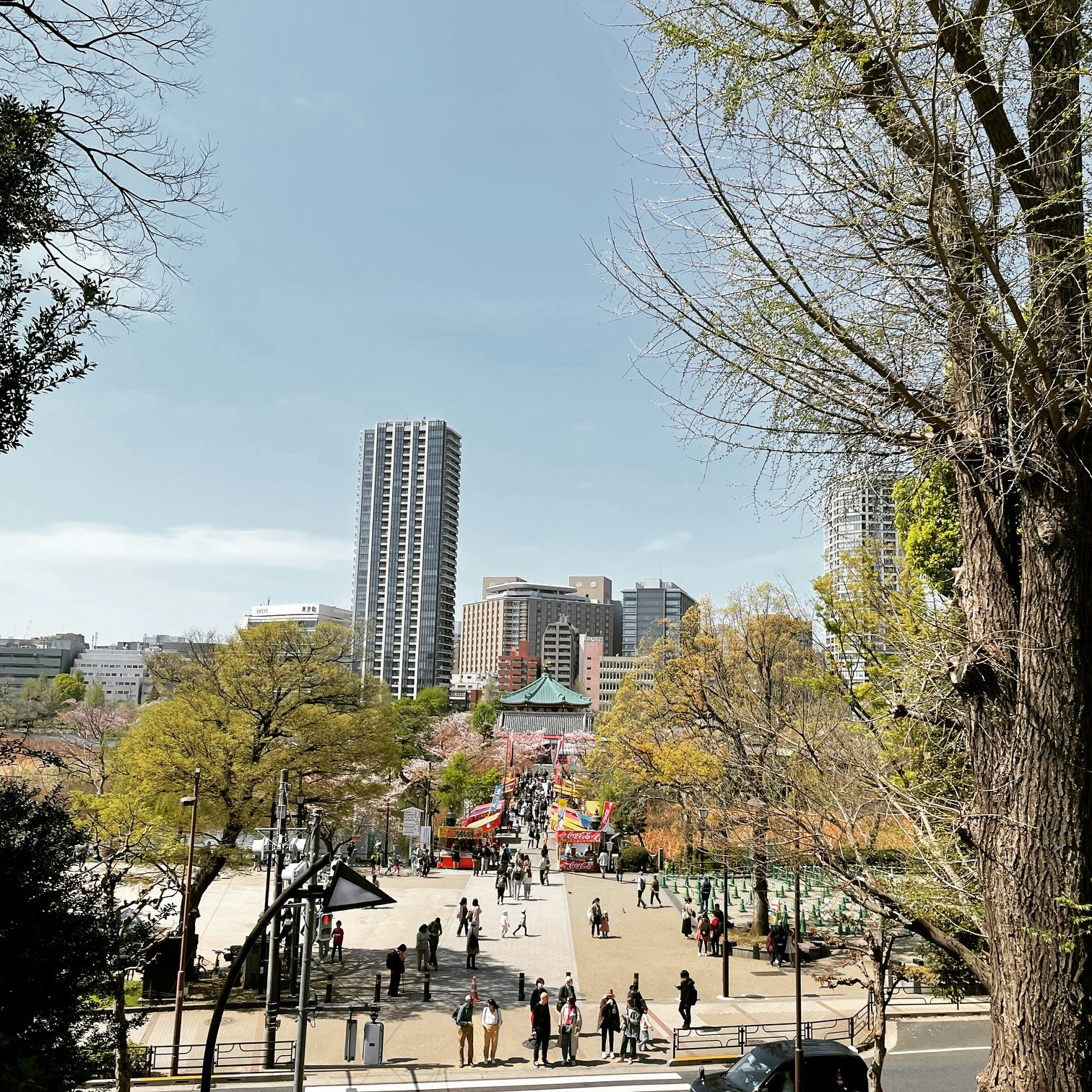春の公園と桜並木、遠景に高層マンションが見える街並み