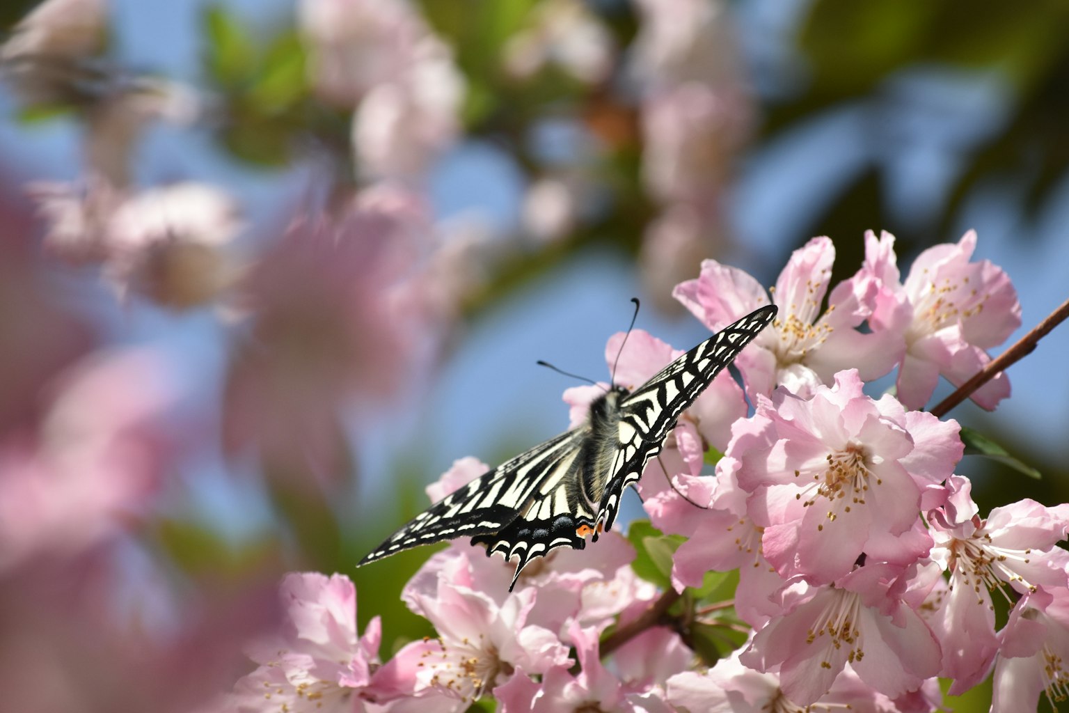 Una bella farfalla che riposa tra i fiori di ciliegio