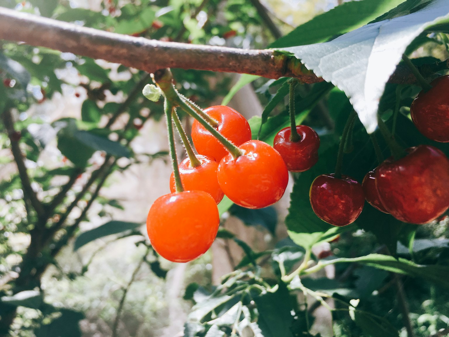 Ceri merah menggantung dari cabang