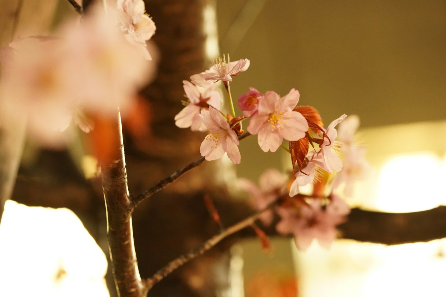 Close-up cabang bunga sakura dengan kelopak merah muda lembut latar belakang buram