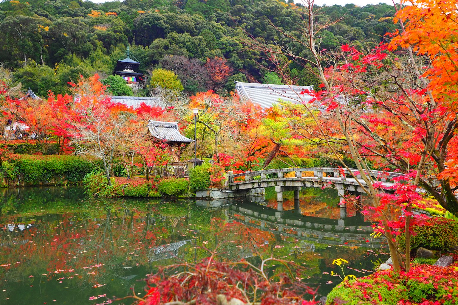 被秋天的树叶环绕的日本花园景观有桥和池塘