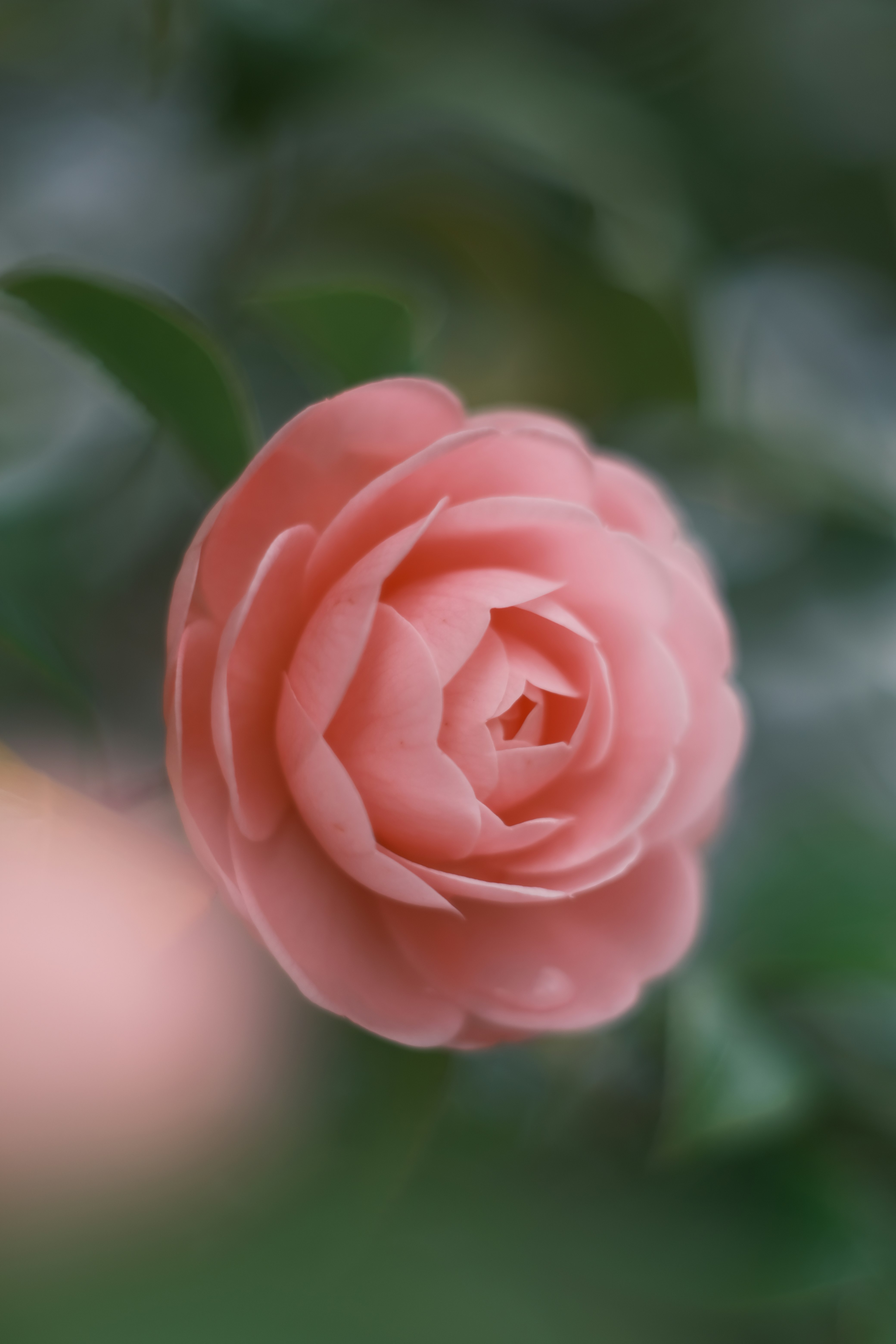 ピンクのバラの花びらが寄りで写るマクロ画像