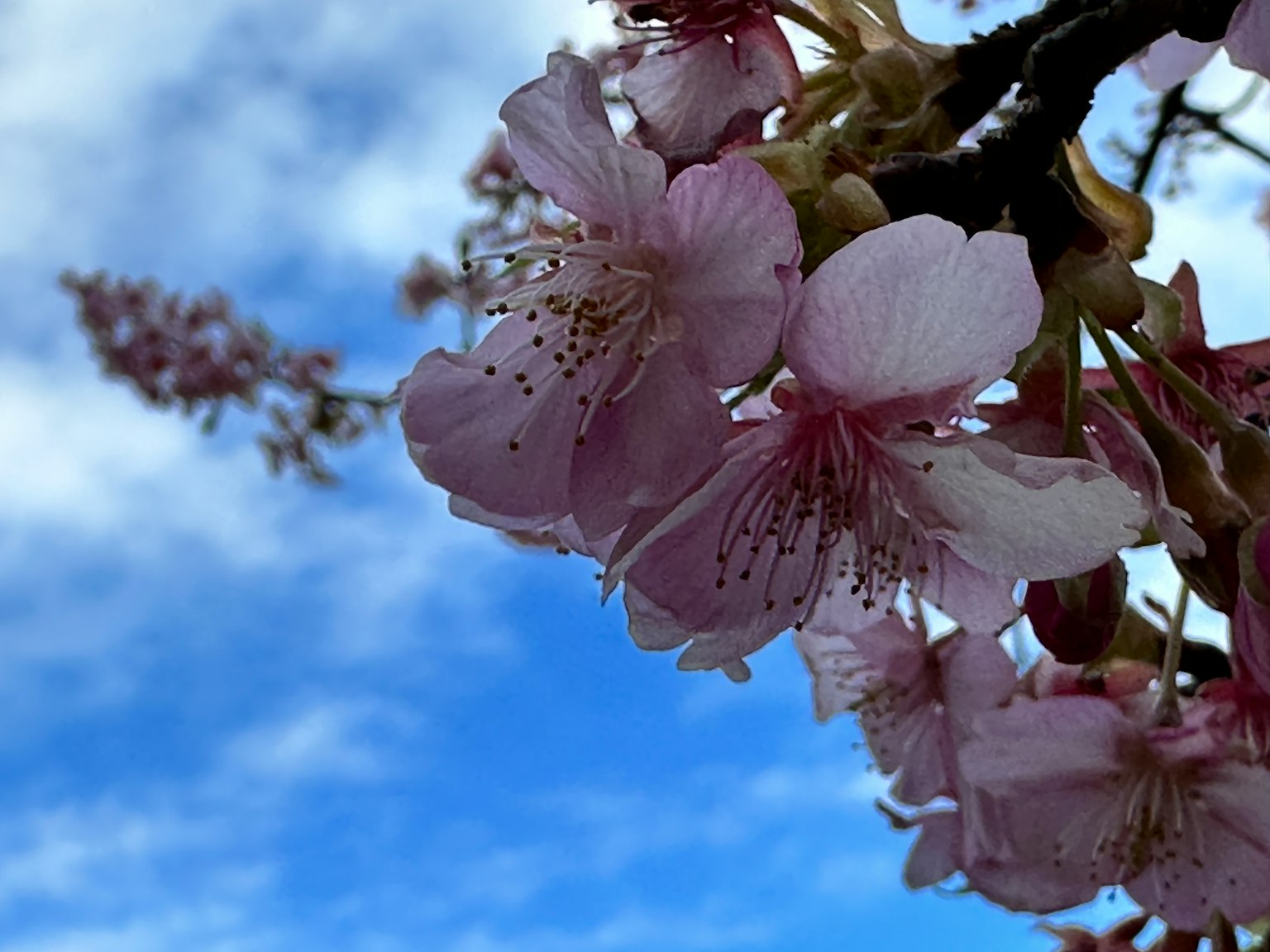 Kirschblüten blühen vor einem blauen Himmel