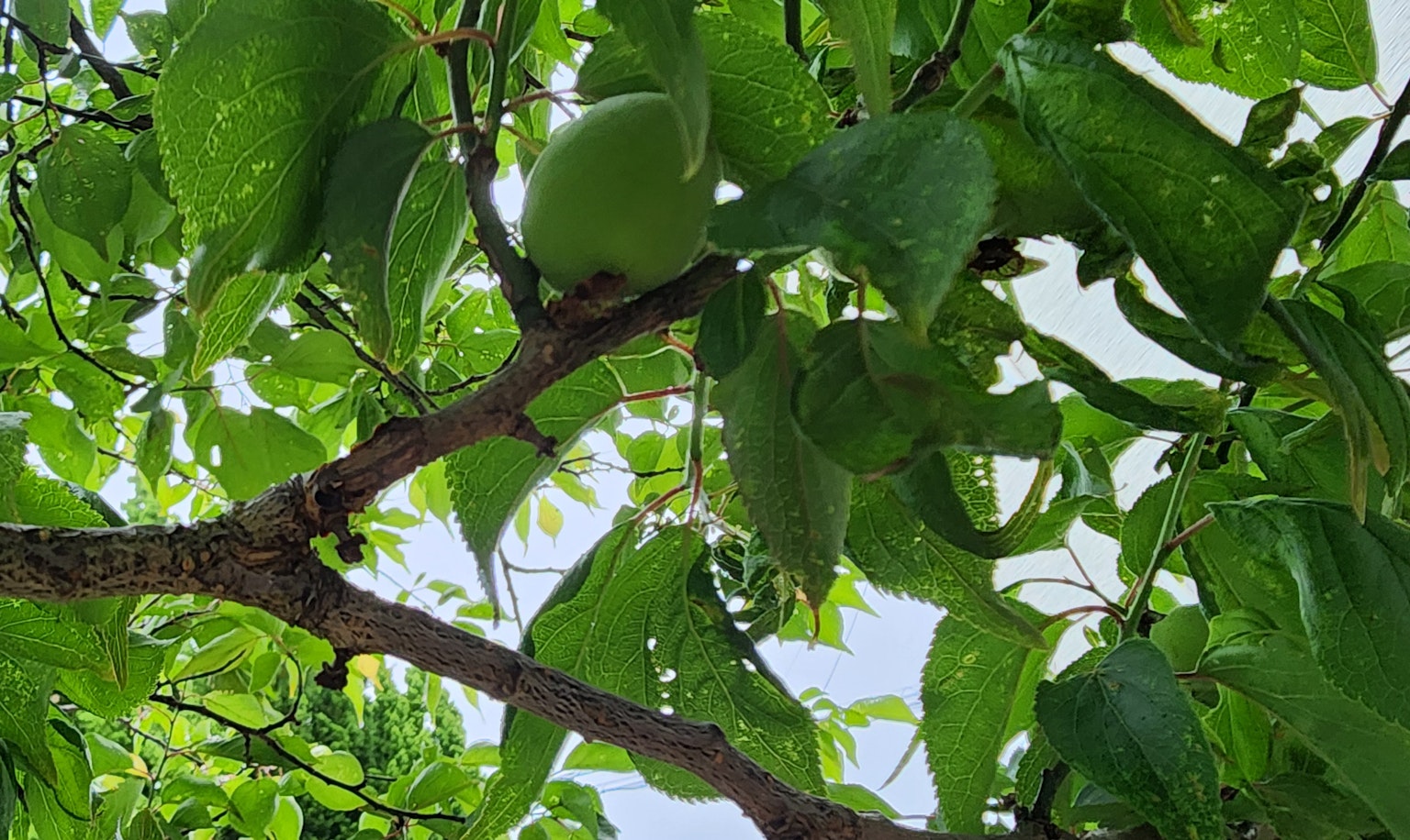 Gambar cabang pohon dengan daun hijau dan buah
