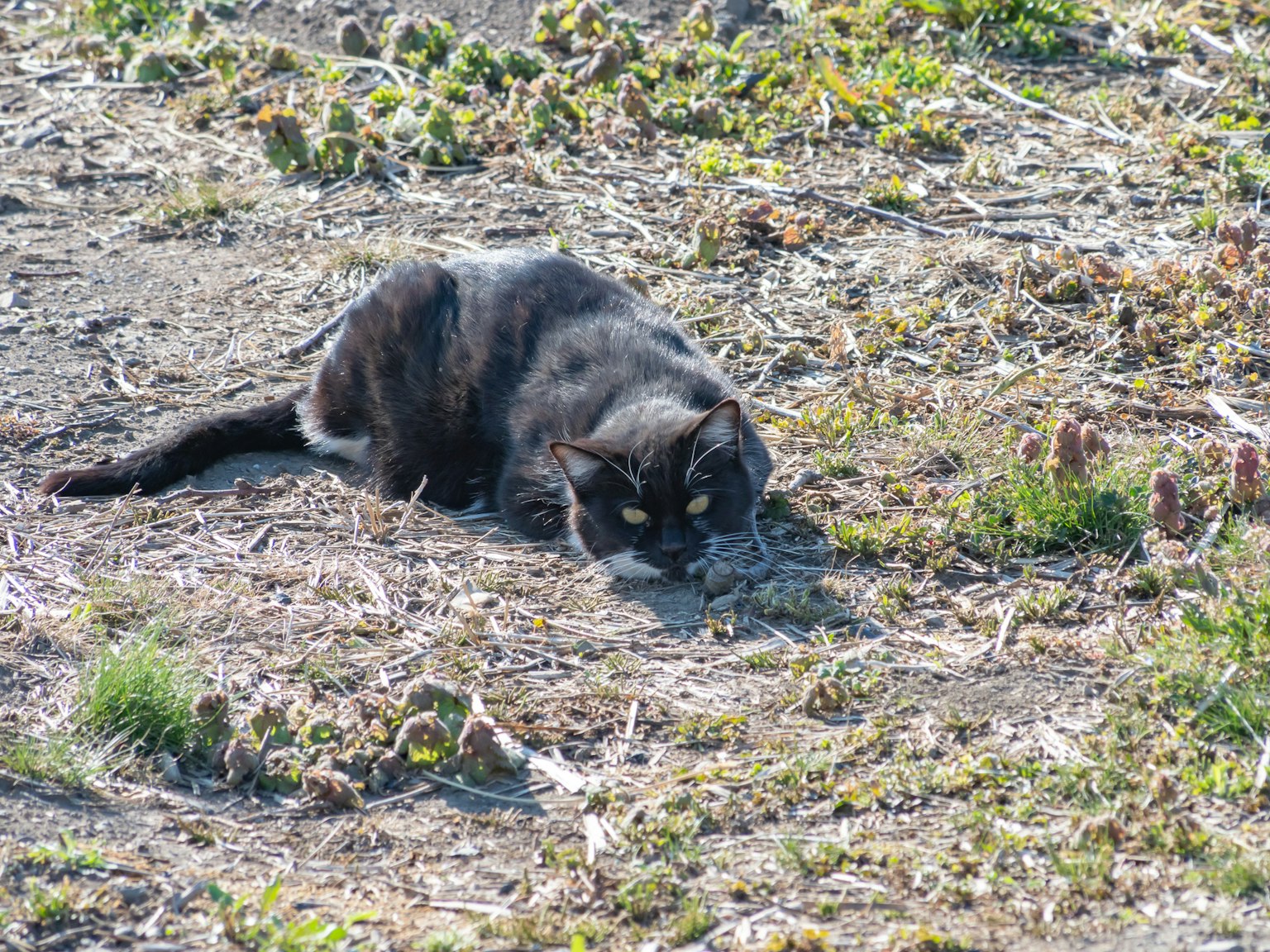黑猫趴在田野上的地面上