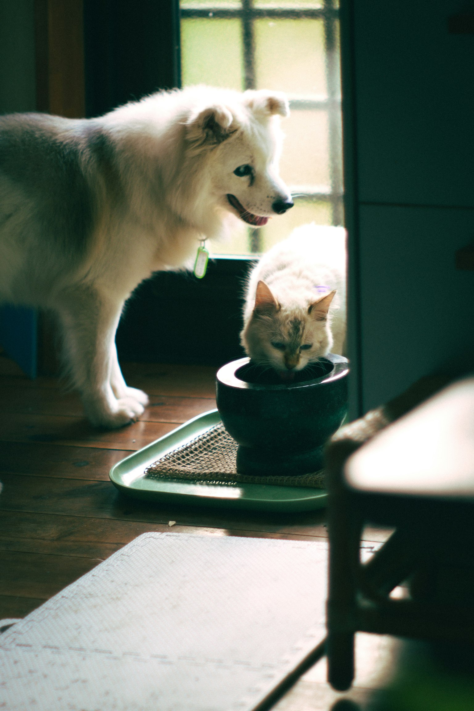 Escena interior con un perro y un gato El perro tiene un pelaje blanco y el gato tiene un pelaje color crema