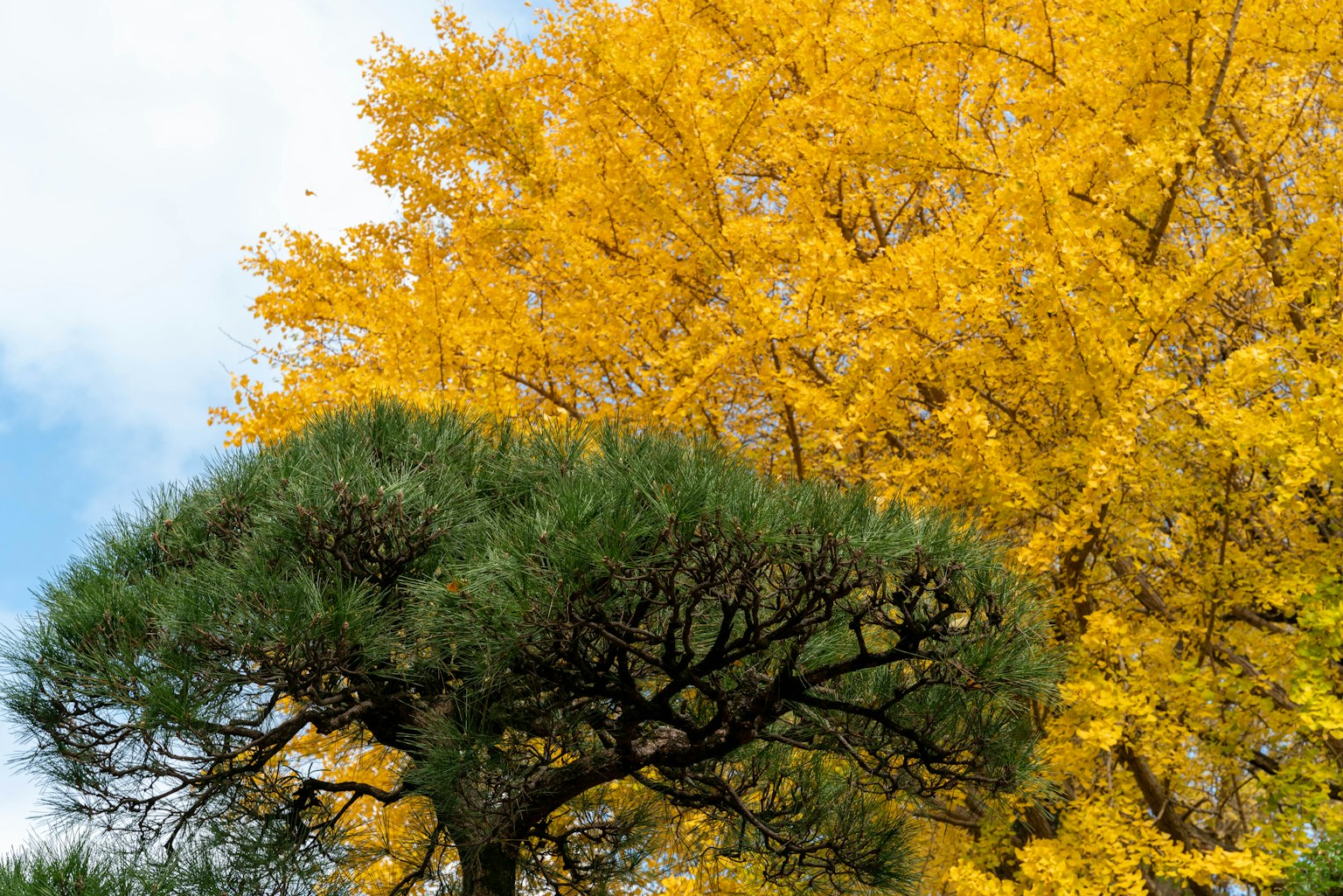 Scena autunnale con un albero di ginkgo giallo e un albero di pino verde