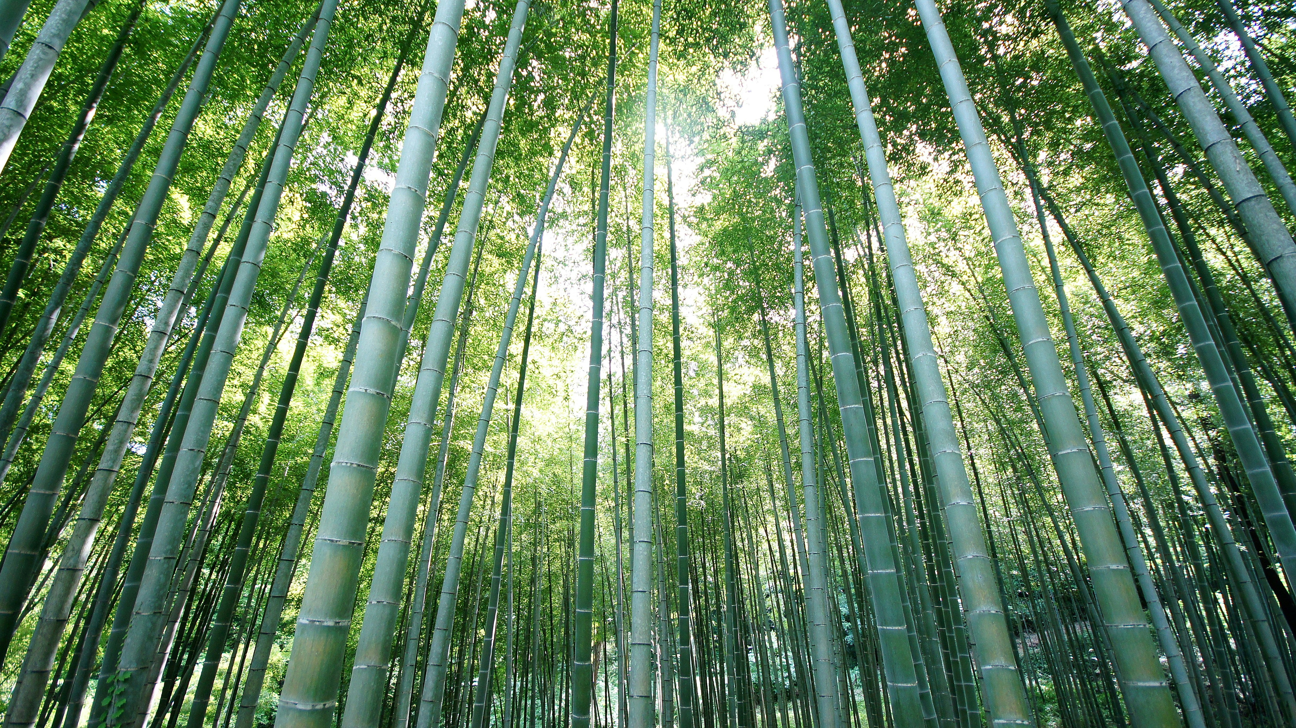 新緑の竹林を見上げる青竹の並木