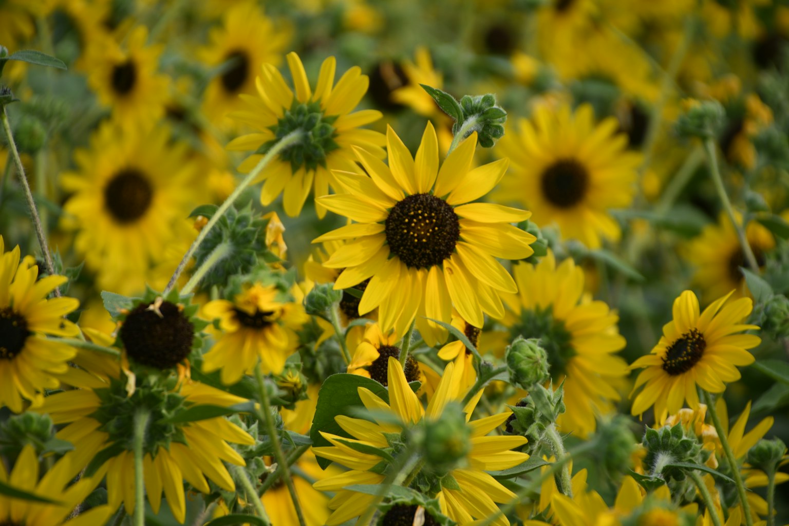 Girasoles amarillos vibrantes floreciendo en un campo