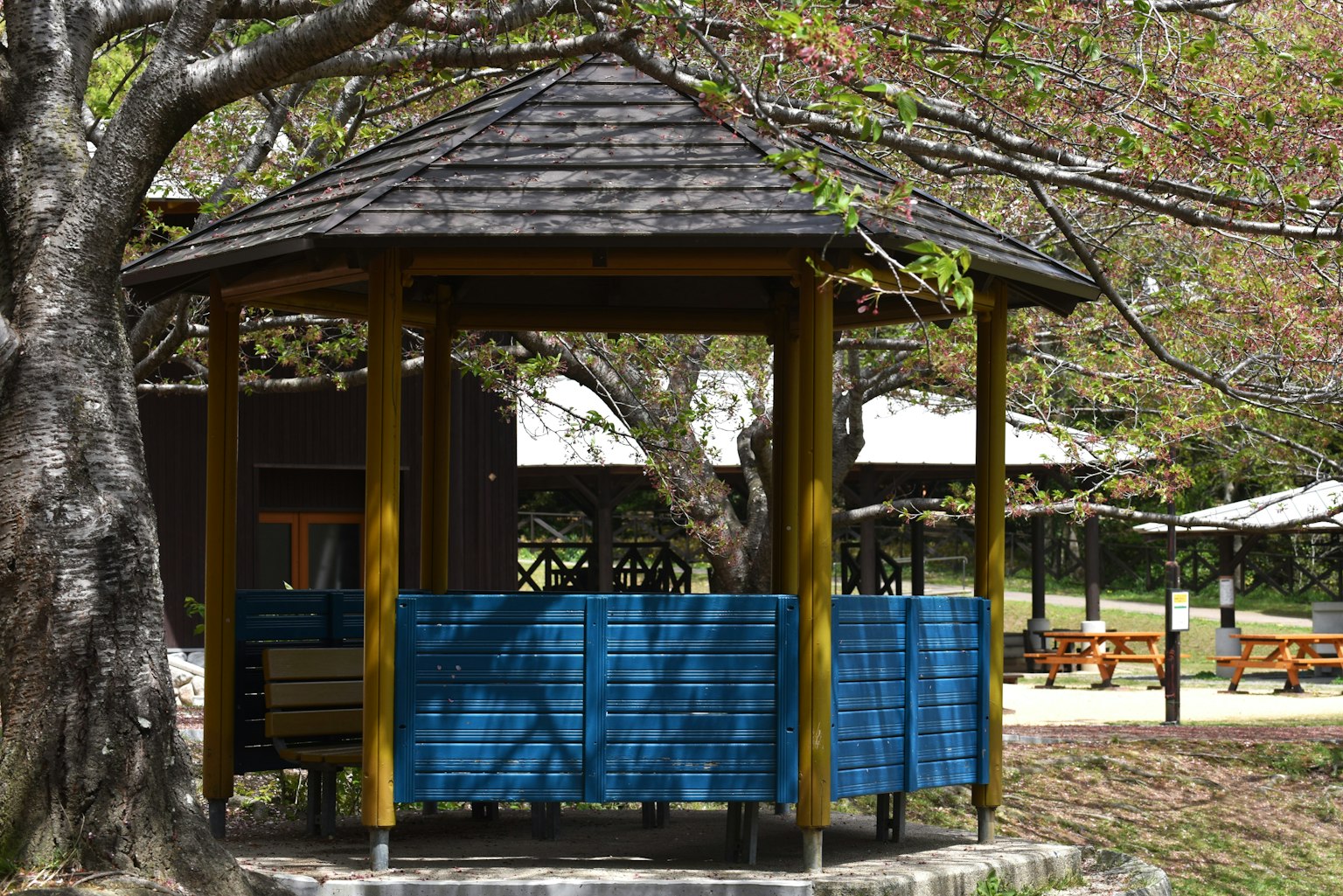Gazebo de madera con paneles azules en un parque rodeado de cerezos