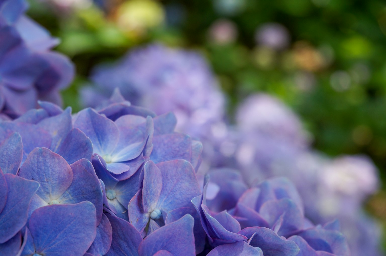 Lebendige lila Hortensienblüten in Blüte