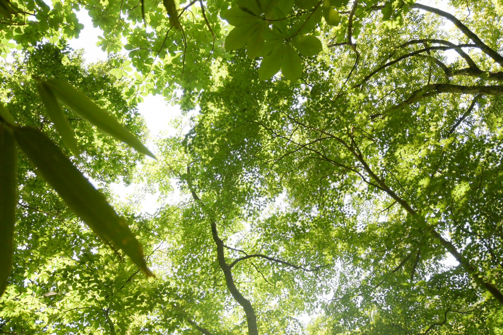 chioma verde di rami e foglie d’albero