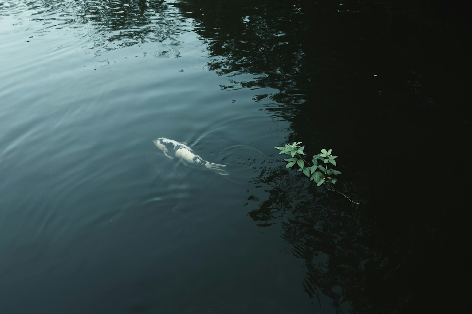 一个宁静的水面场景，白色鱼漂浮在水面上，旁边有绿色叶子
