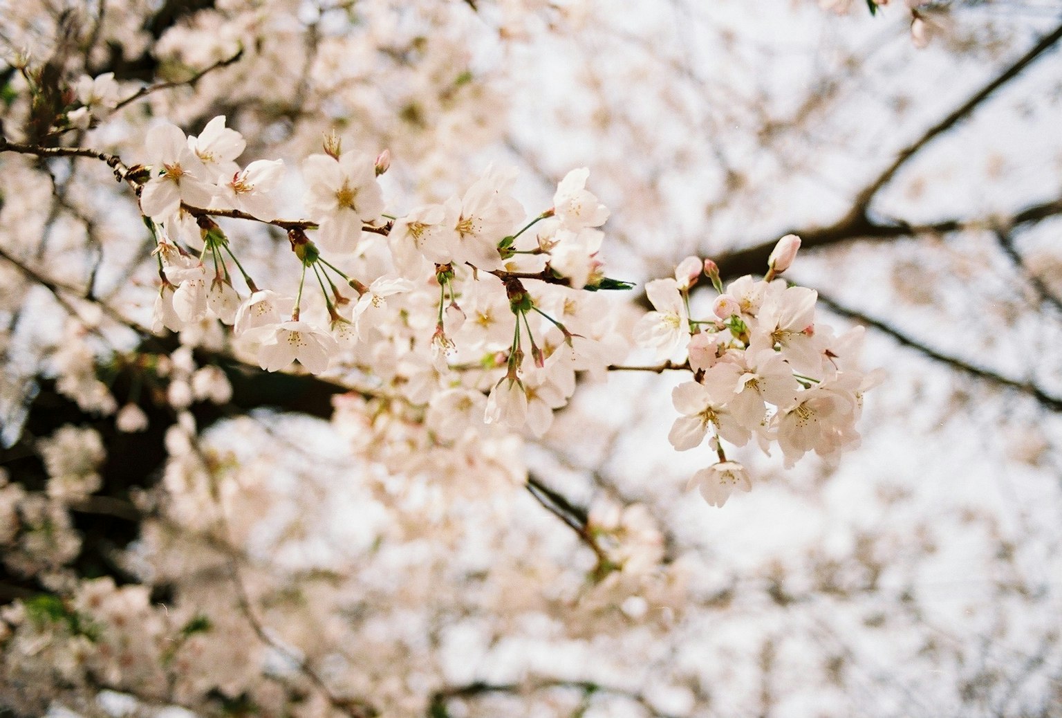 Close-up of cherry blossom branches in bloom