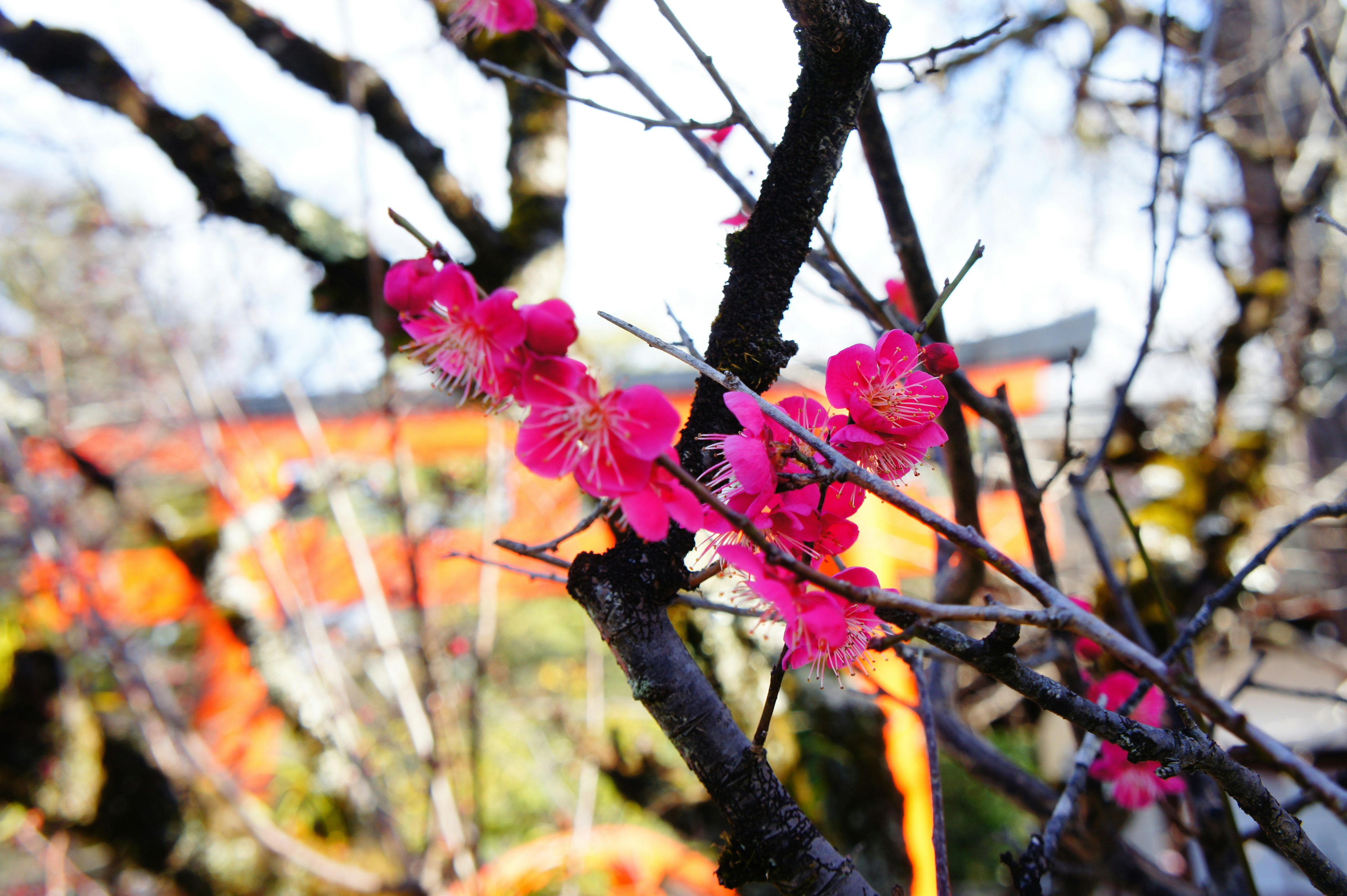 花が咲く枝先の鮮やかなピンクの梅の花