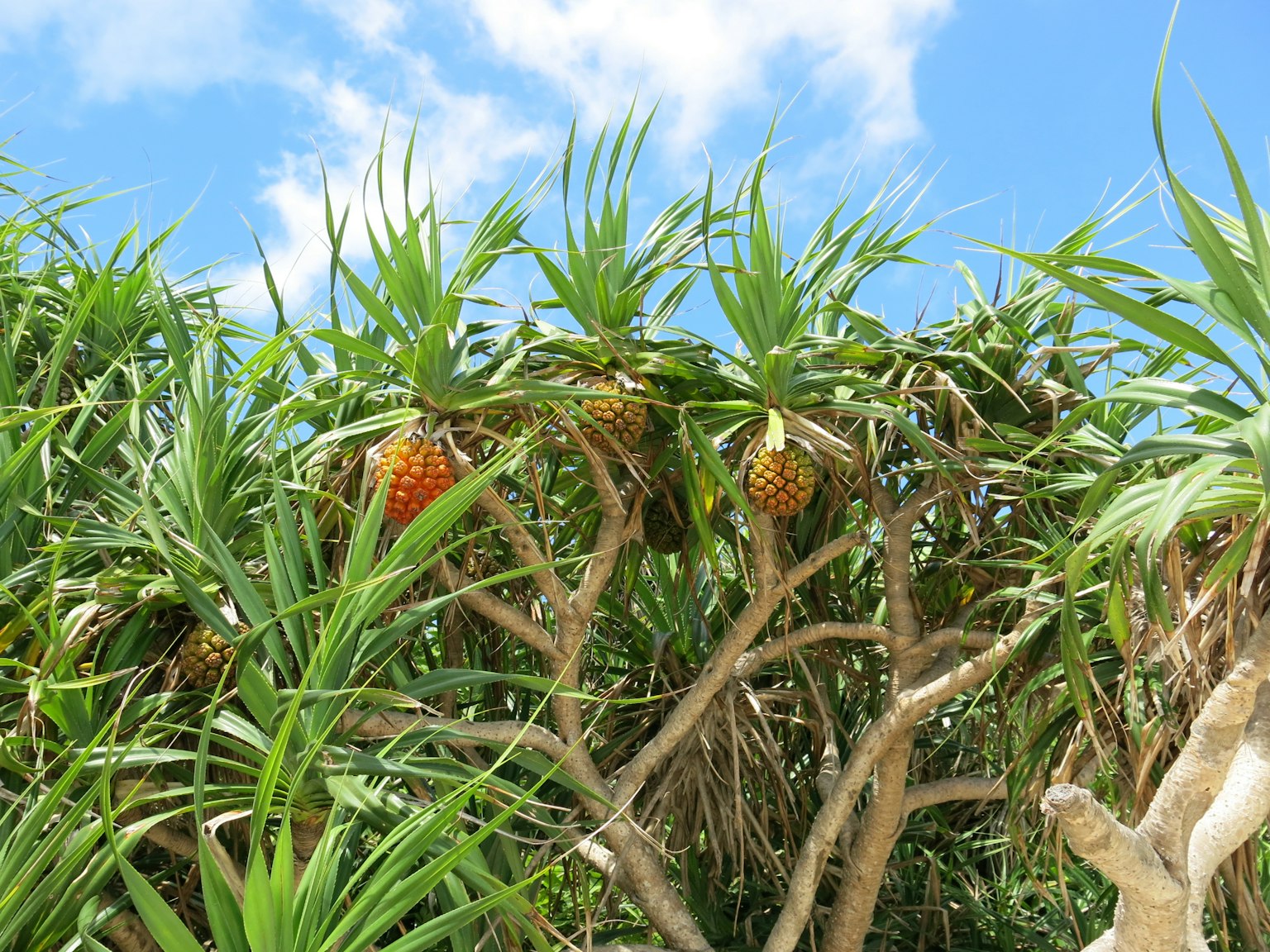 Ananas, die unter einem blauen Himmel zwischen üppigem grünem Laub wachsen