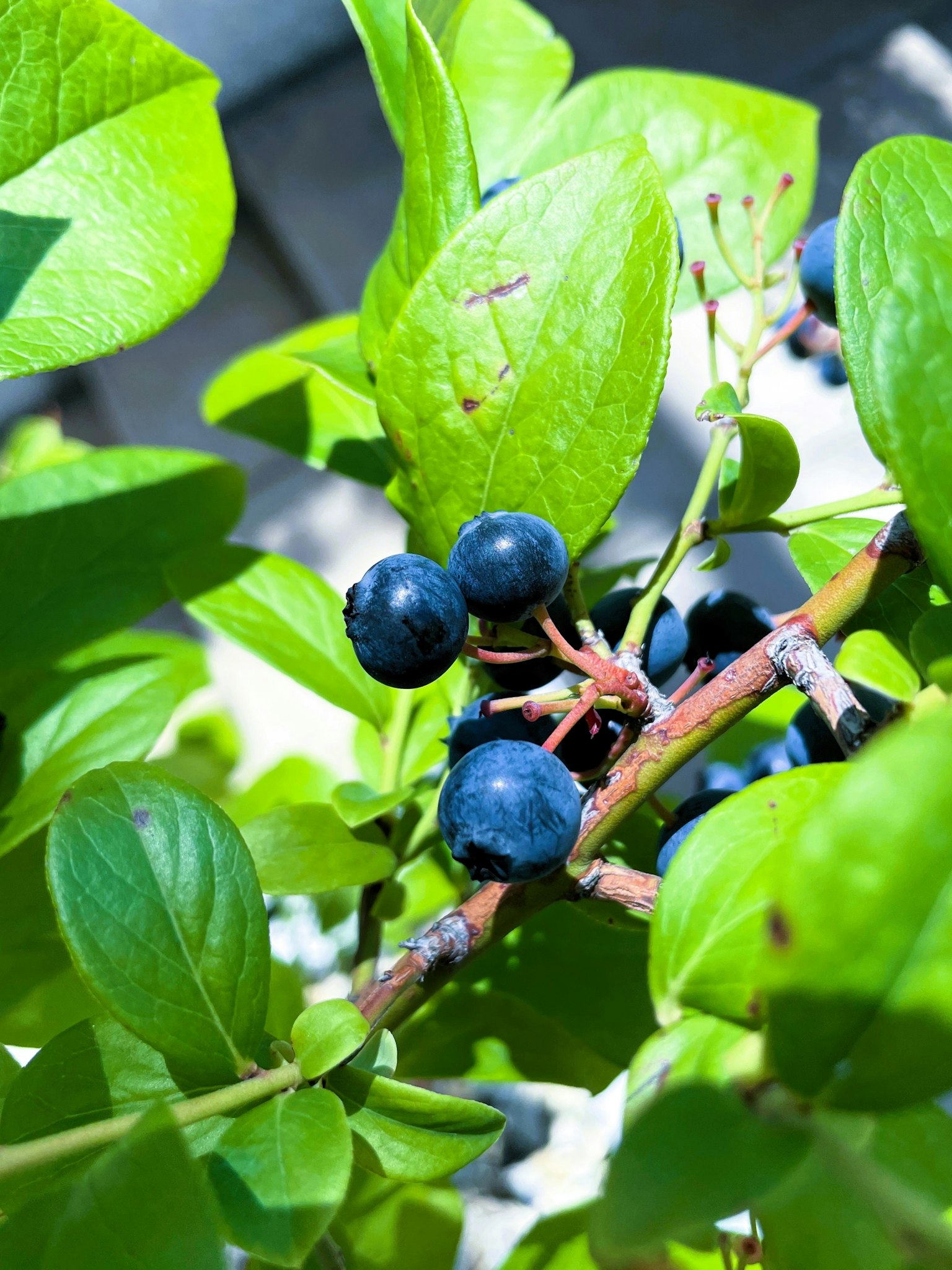 Acercamiento de una rama con bayas azules y hojas verdes exuberantes