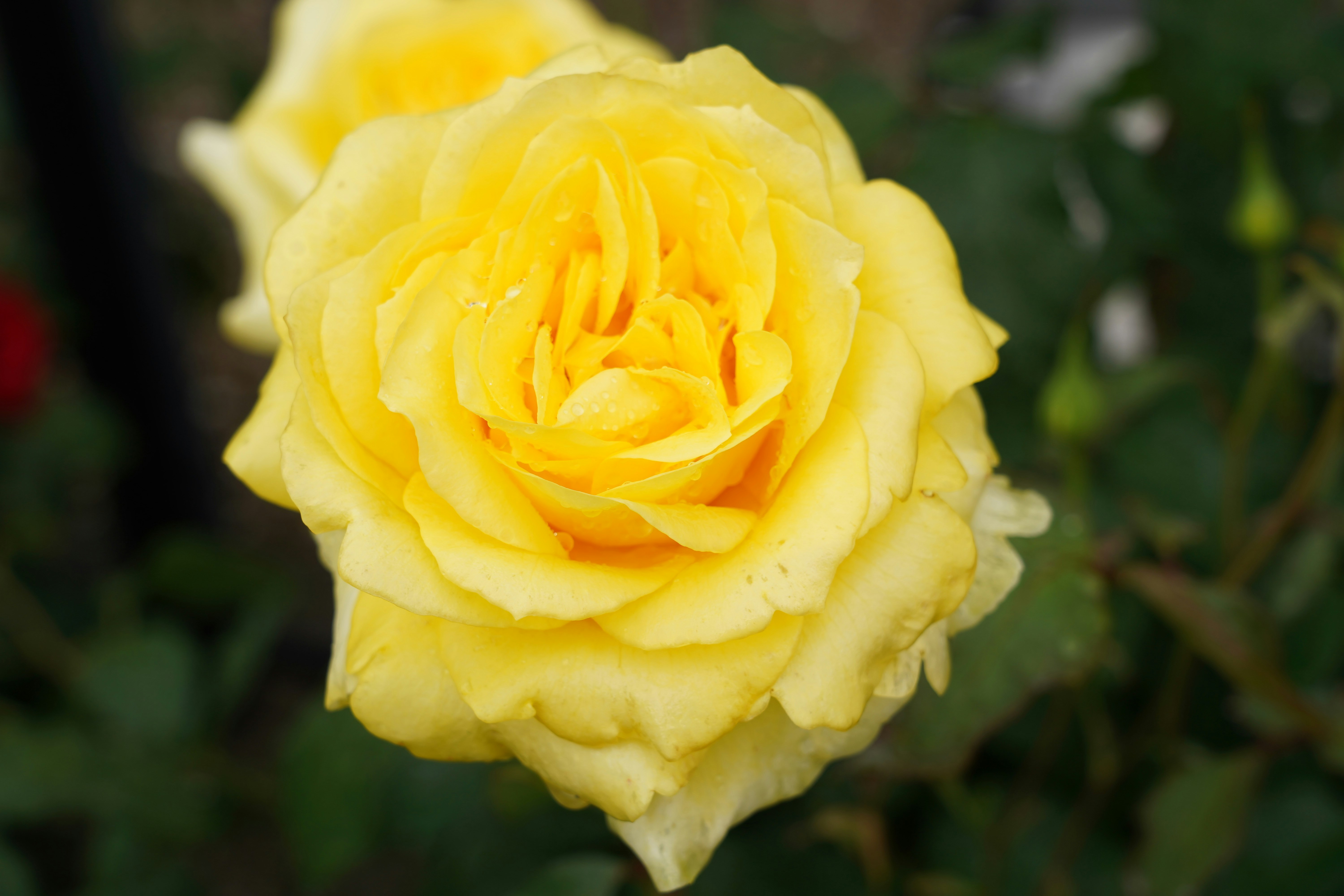 黄色いバラの花のクローズアップ