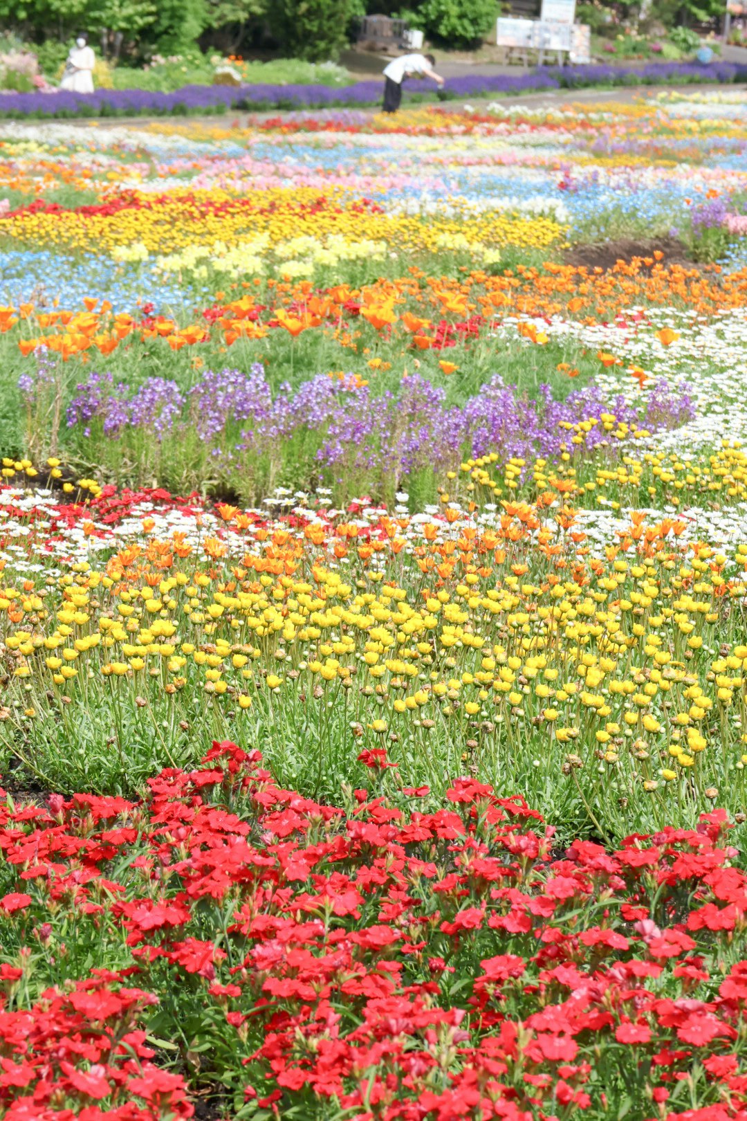 色とりどりの花畑の小道